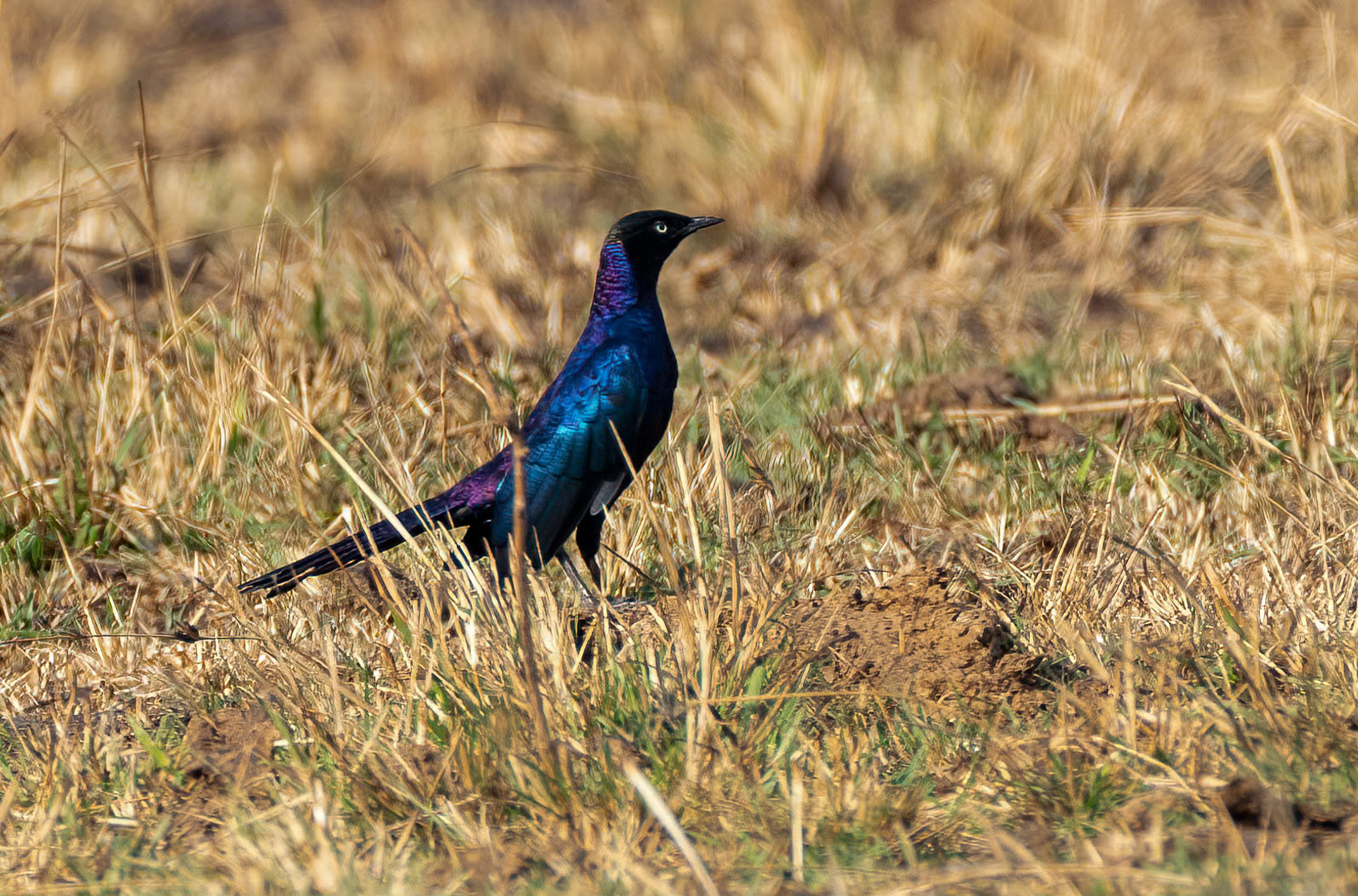 Rupell's Starling, Lake Mburo, Uganda. 06-08-23.