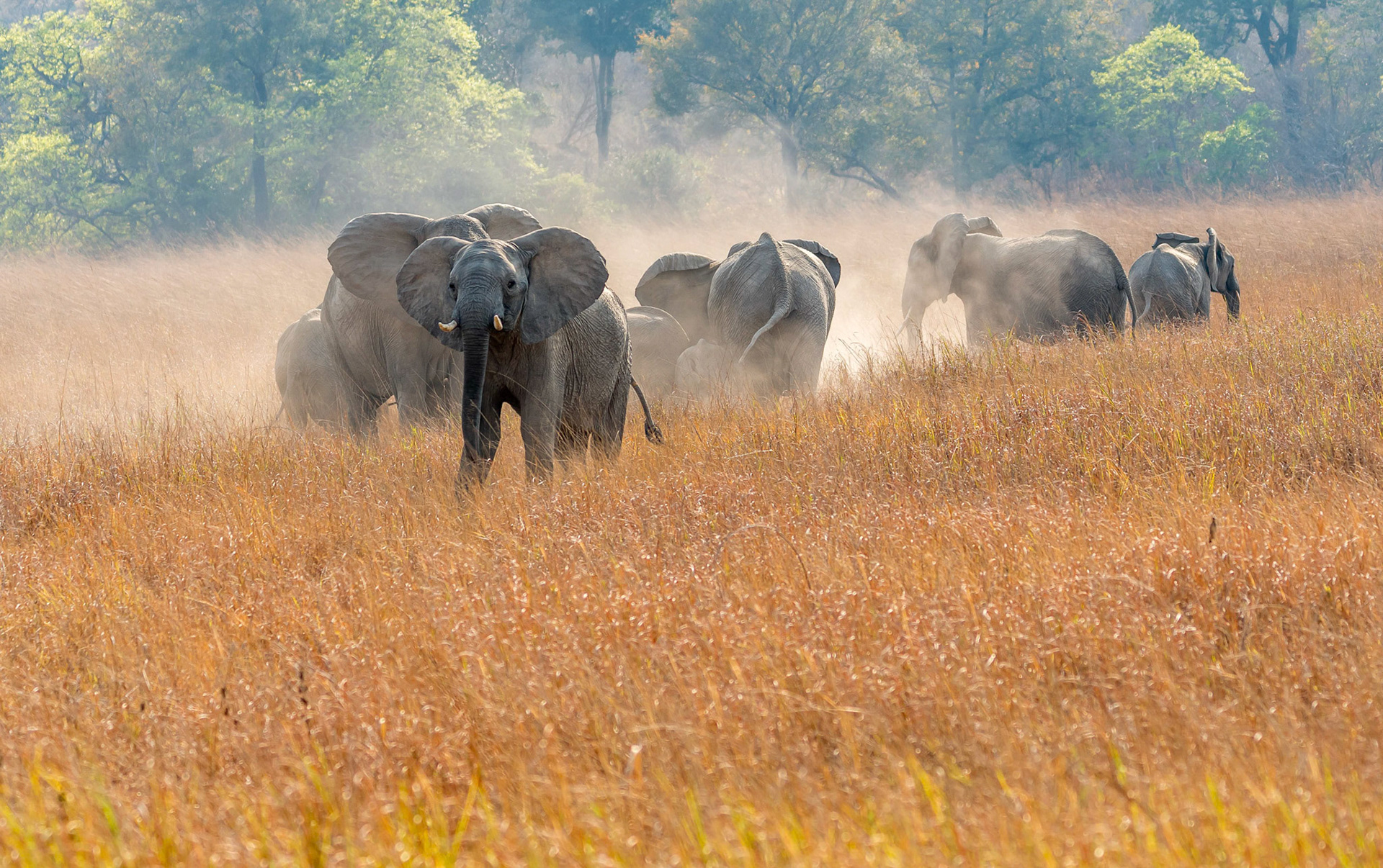 Elephant family group, Mukambi Zambia 03/09/17