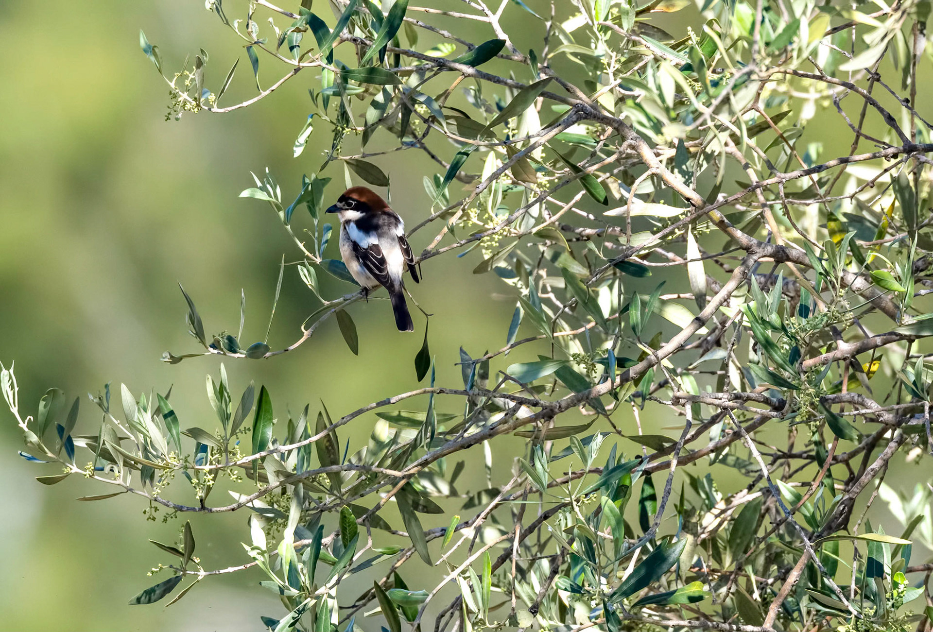 Woodchat Shrike m, La Biar Spain 27/04/19