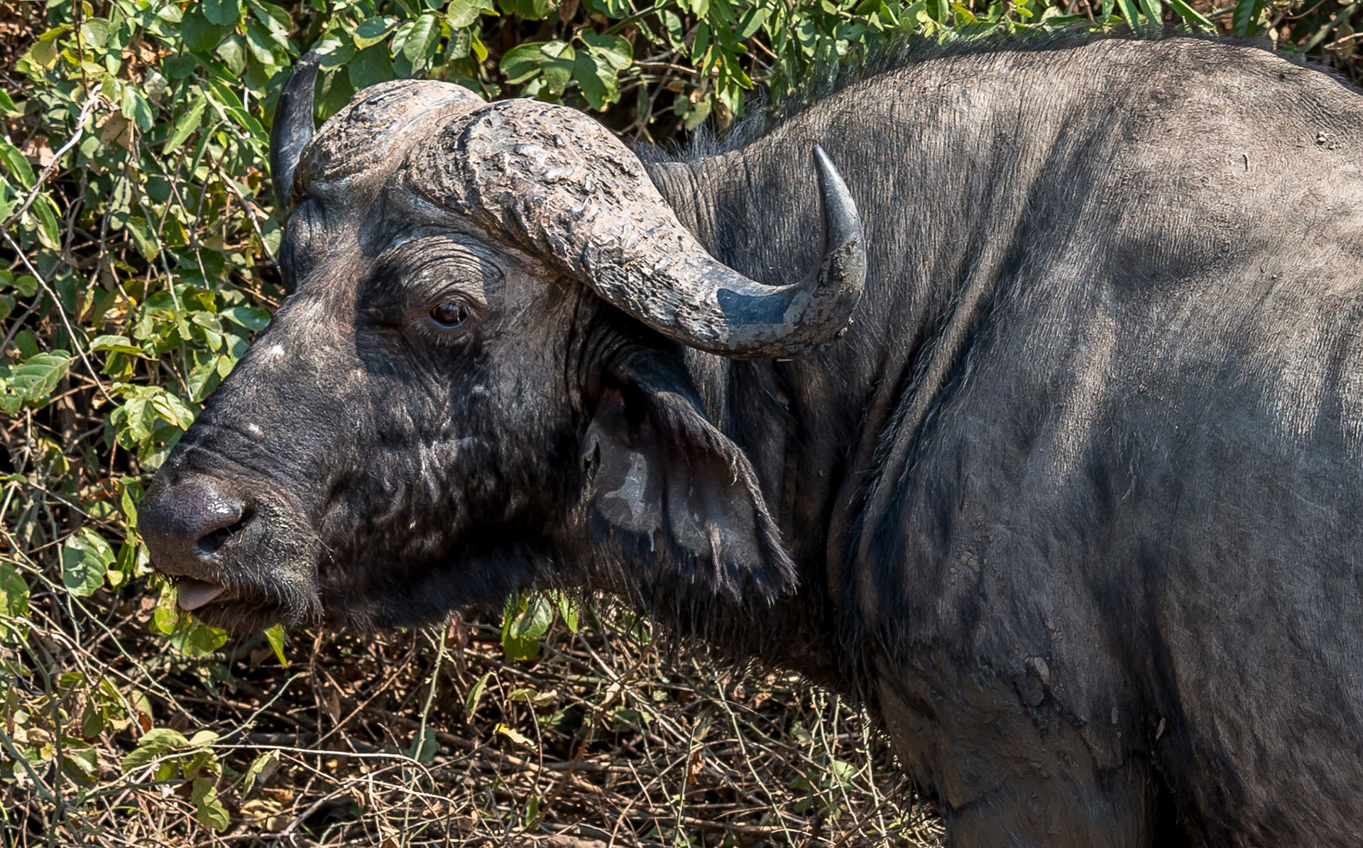 Cape Buffalo, Kafunta Zambia 10/09/17