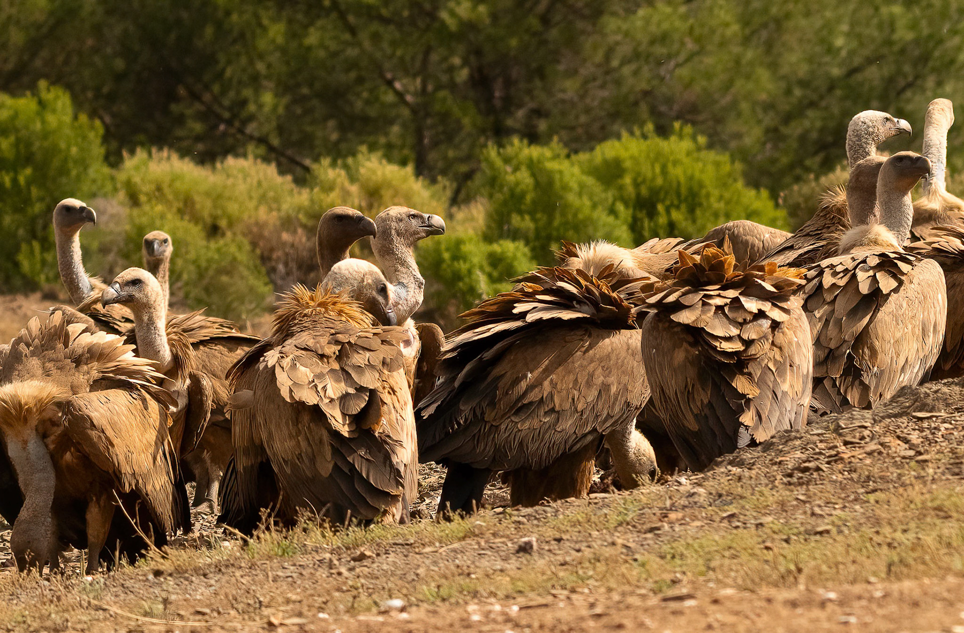 Griffon Vultures, Adamuz, Andalucia Spain. 29-05-23.