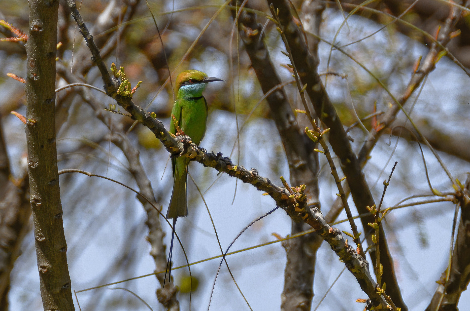 Green Bee-eater, Khajuraho, Madhya Pradesh India 16/03/14.