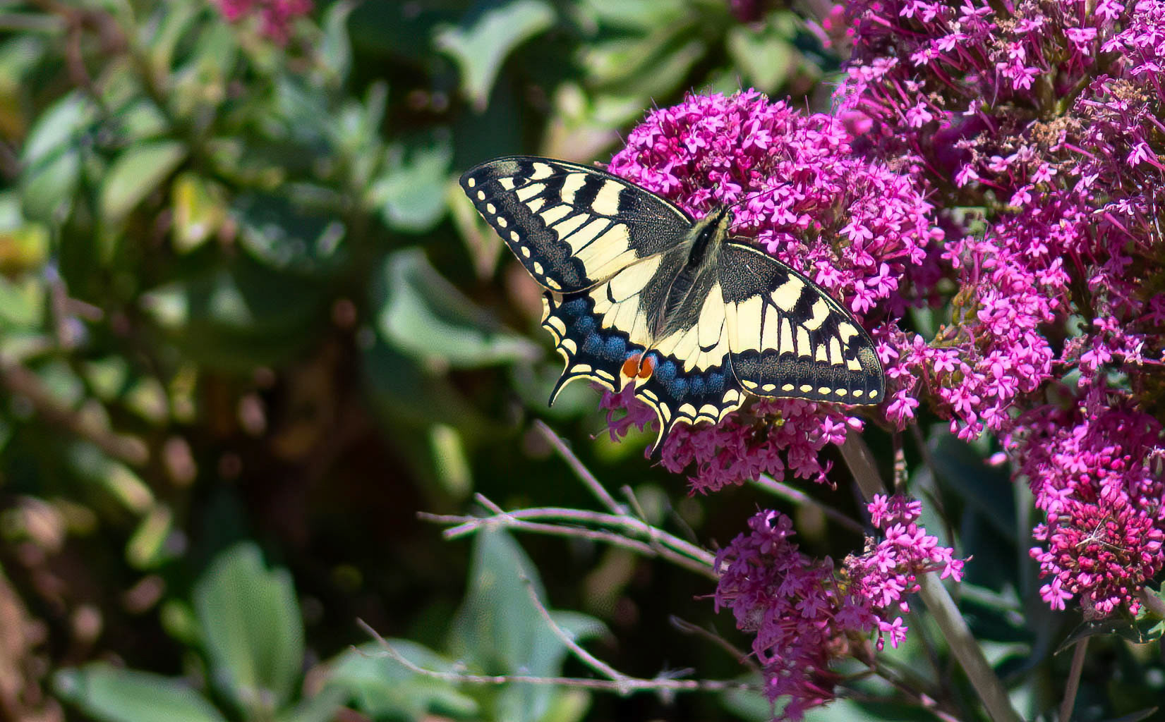 Swallowtail, La Biar Spain 15/03/19