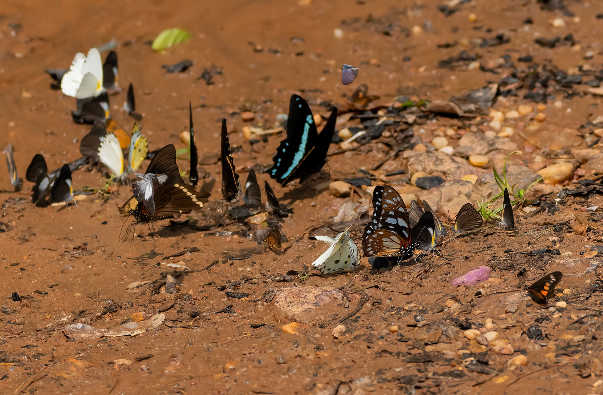 Veined Swordtail, Raffray's Whites + Woodland Albatross White + Green Banded Swallowtail, Bwindi Forest, Uganda. 05-08-23.