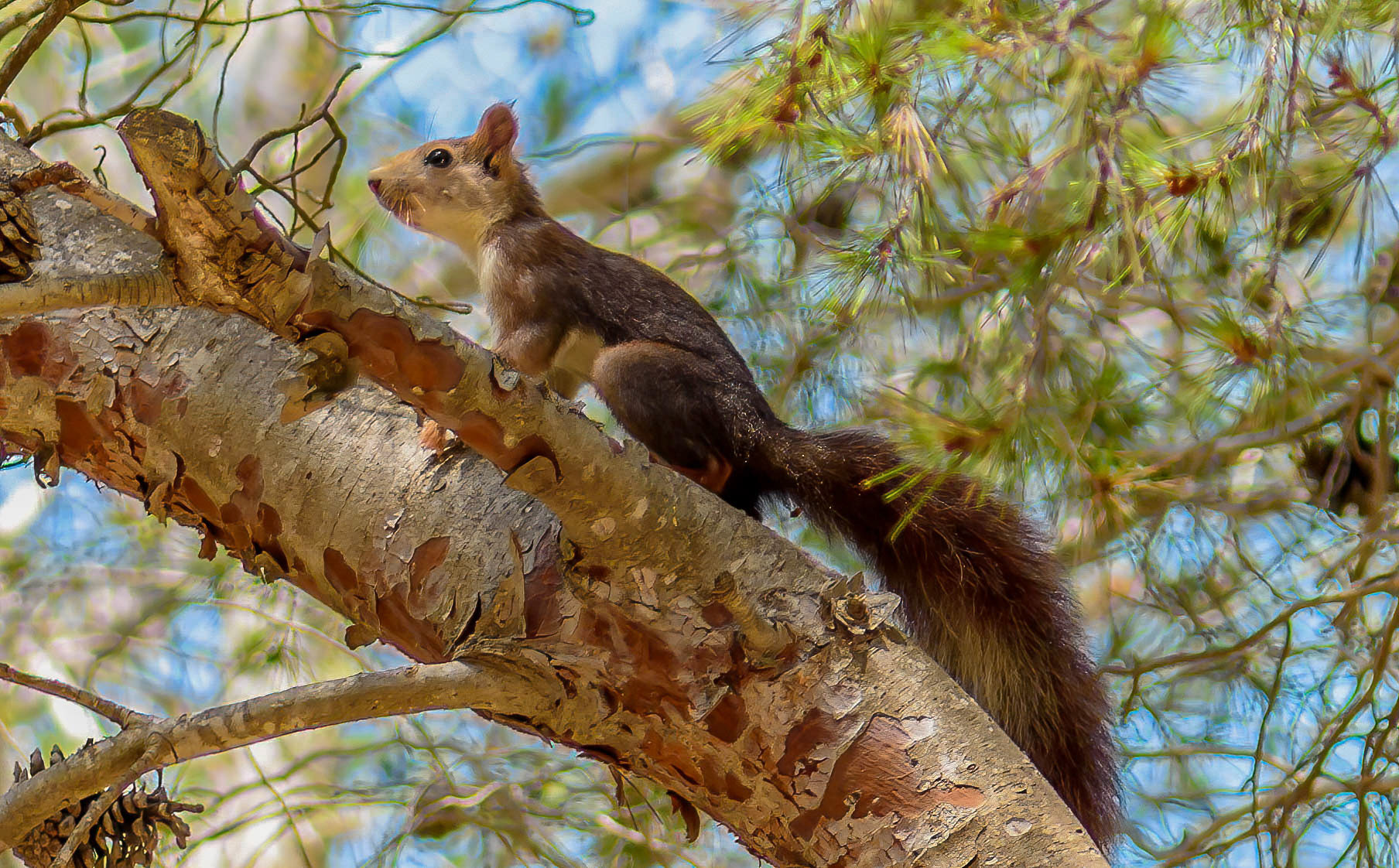 Red Squirrel, La Biar Spain 10/06/16