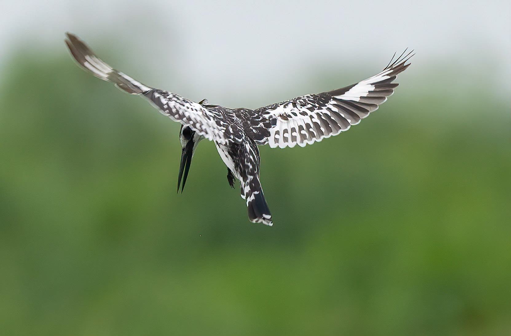 Pied Kingfisher, Kazinga Channel at Katunguru, Uganda. 04-08-23.