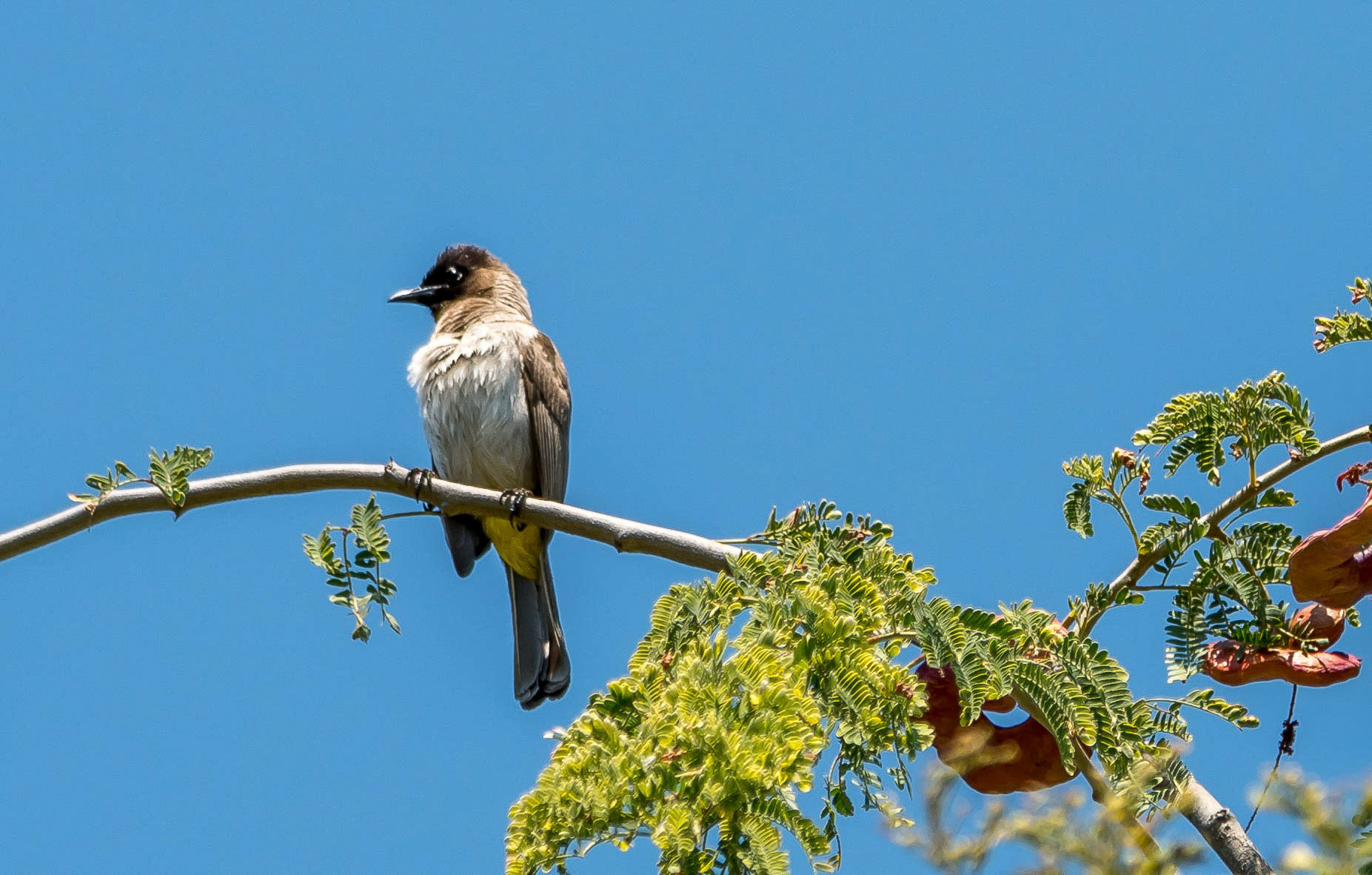 Dark-capped Bulbul, Chongwe Zambia 05/09/17