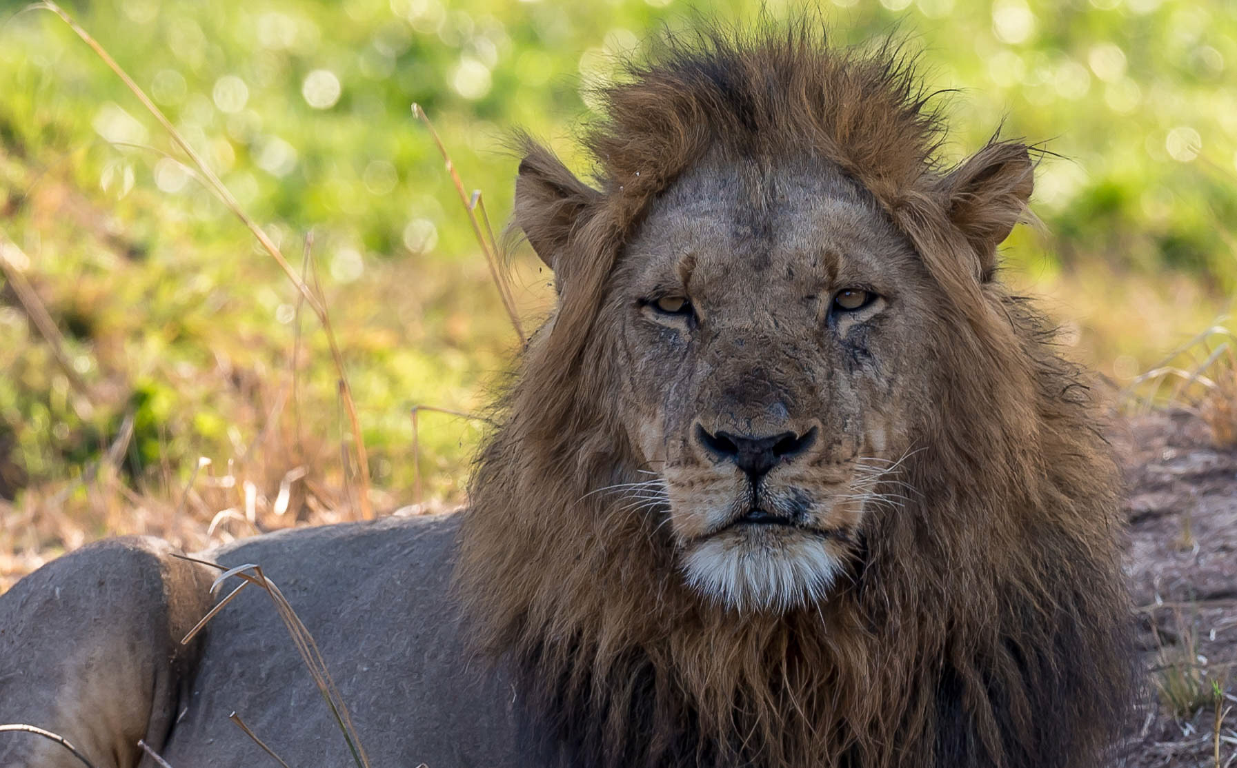 Lion m, Chongwe Zambia 05/09/17