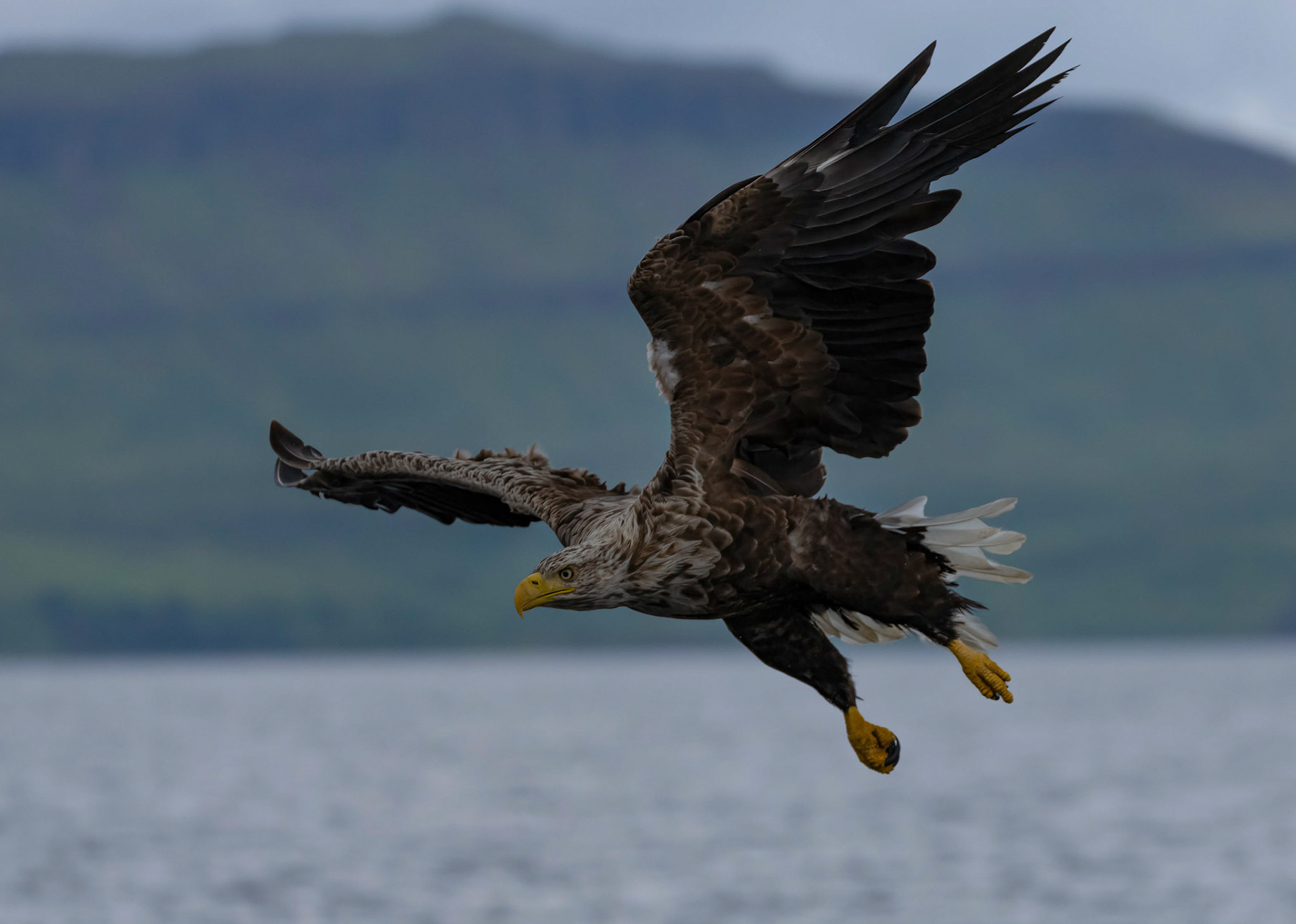 White-tailed Eagle, Loch Na Keal, Mull, Scotland. 06/08/21.