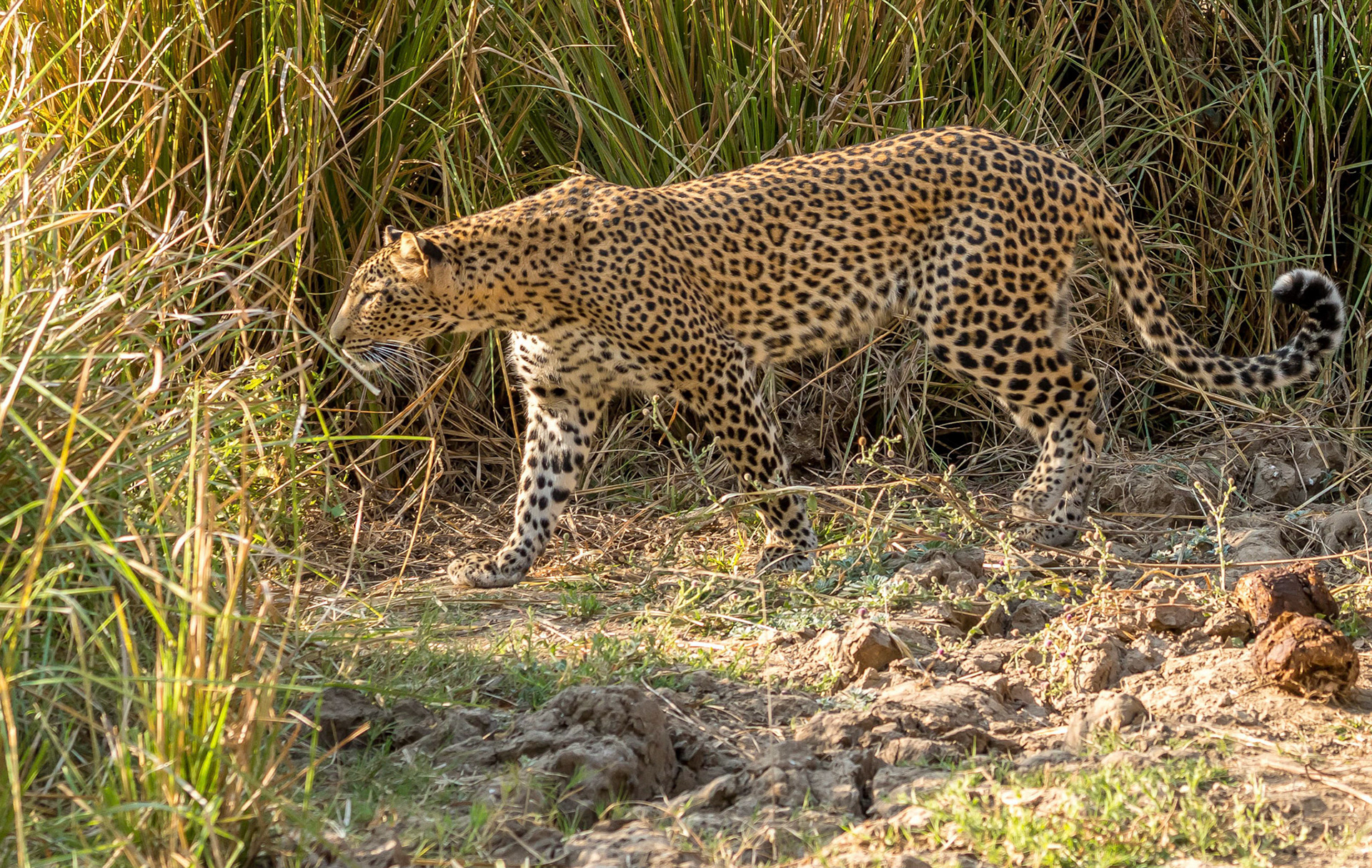 Leopard, Chongwe Zambia, 05/09/17