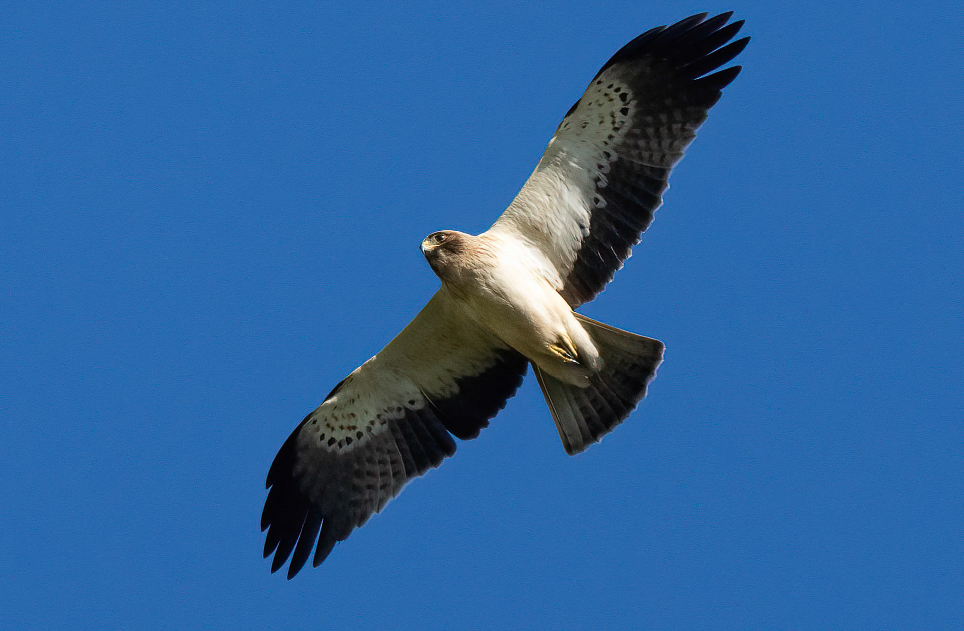 Booted Eagle, light phase, Pego Marshes, Valencia, Spain. 02-02-23.