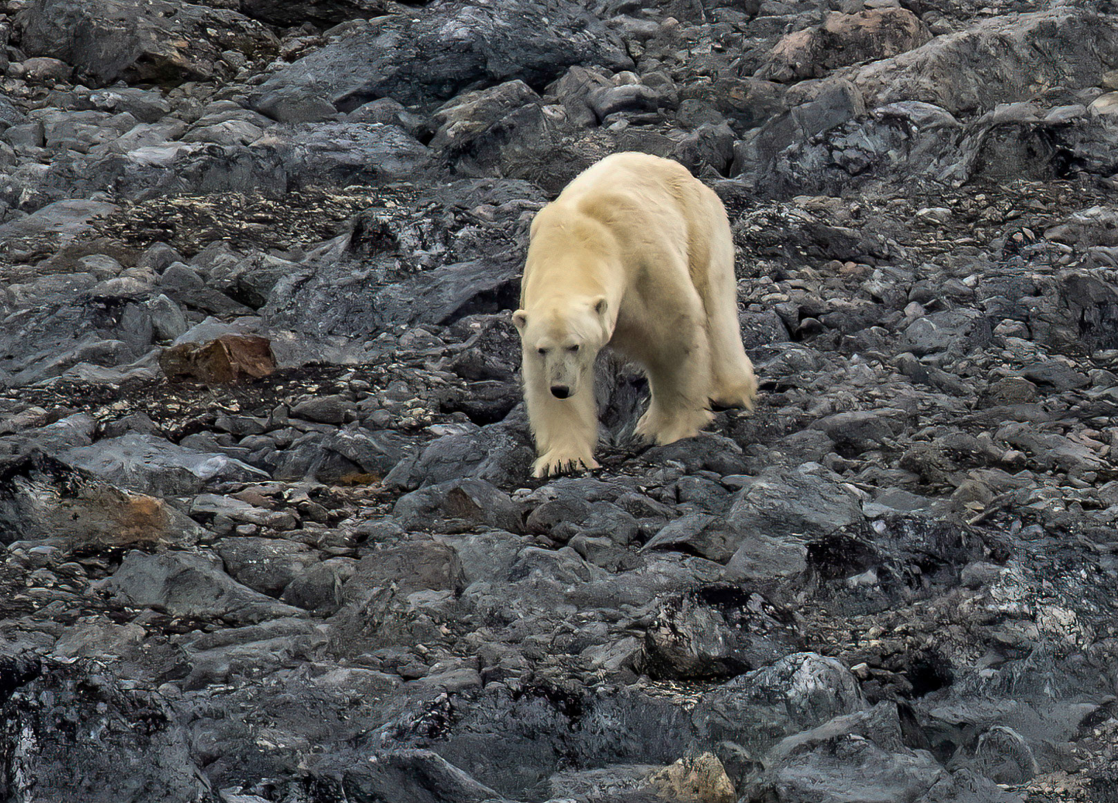 Male Polar Bear walking the shoreline past Virgohamna, Svalbard. 03-08-2022.
