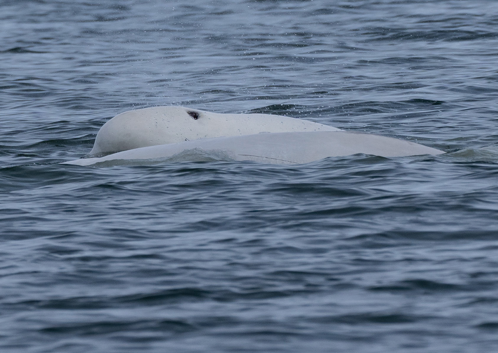 Beluga Whales, Moab Bay, Svalbard. 09-08-2022.
