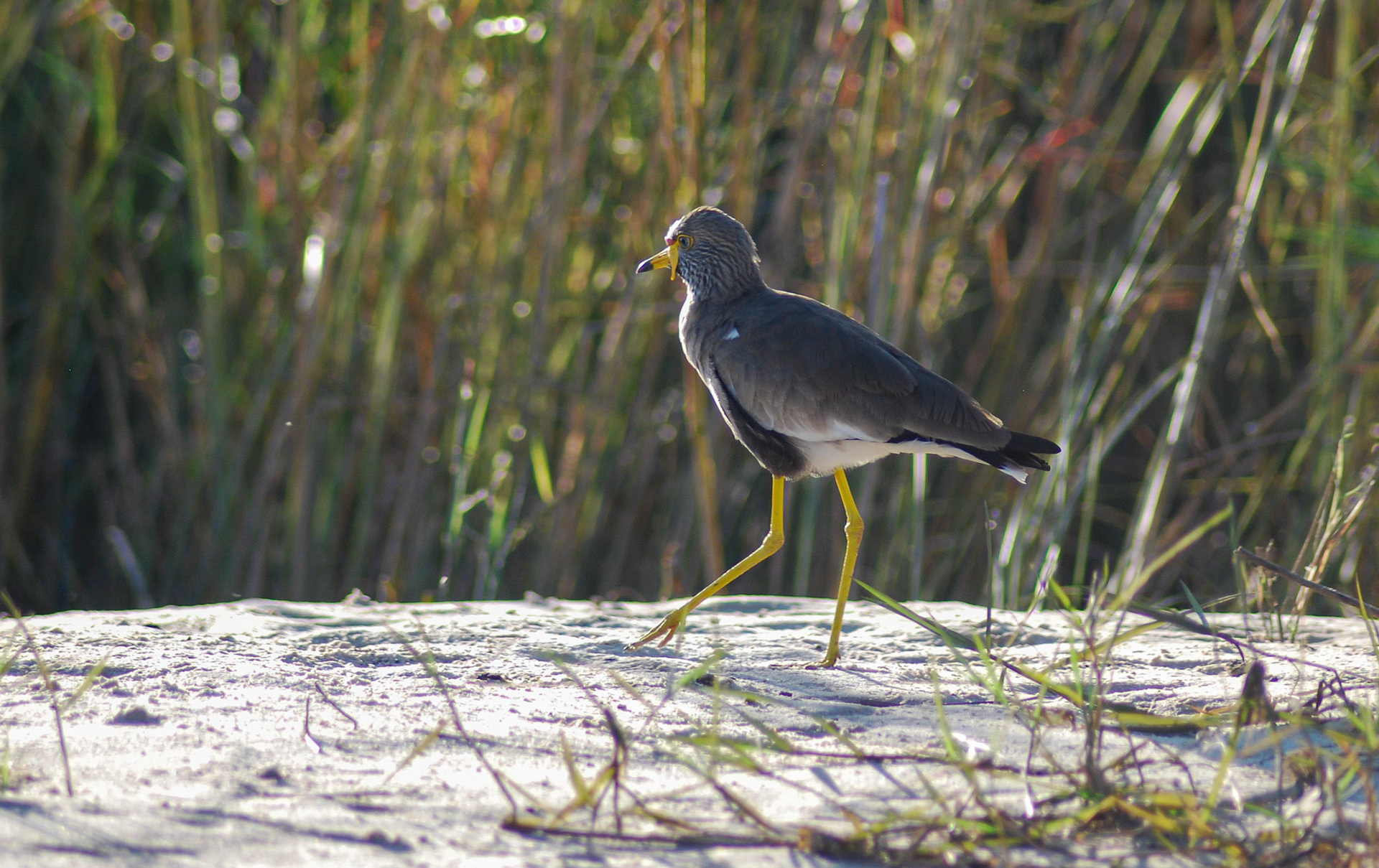 African Wattled Lapwing, Poppa Falls Caprivi Namibia 16/05/11