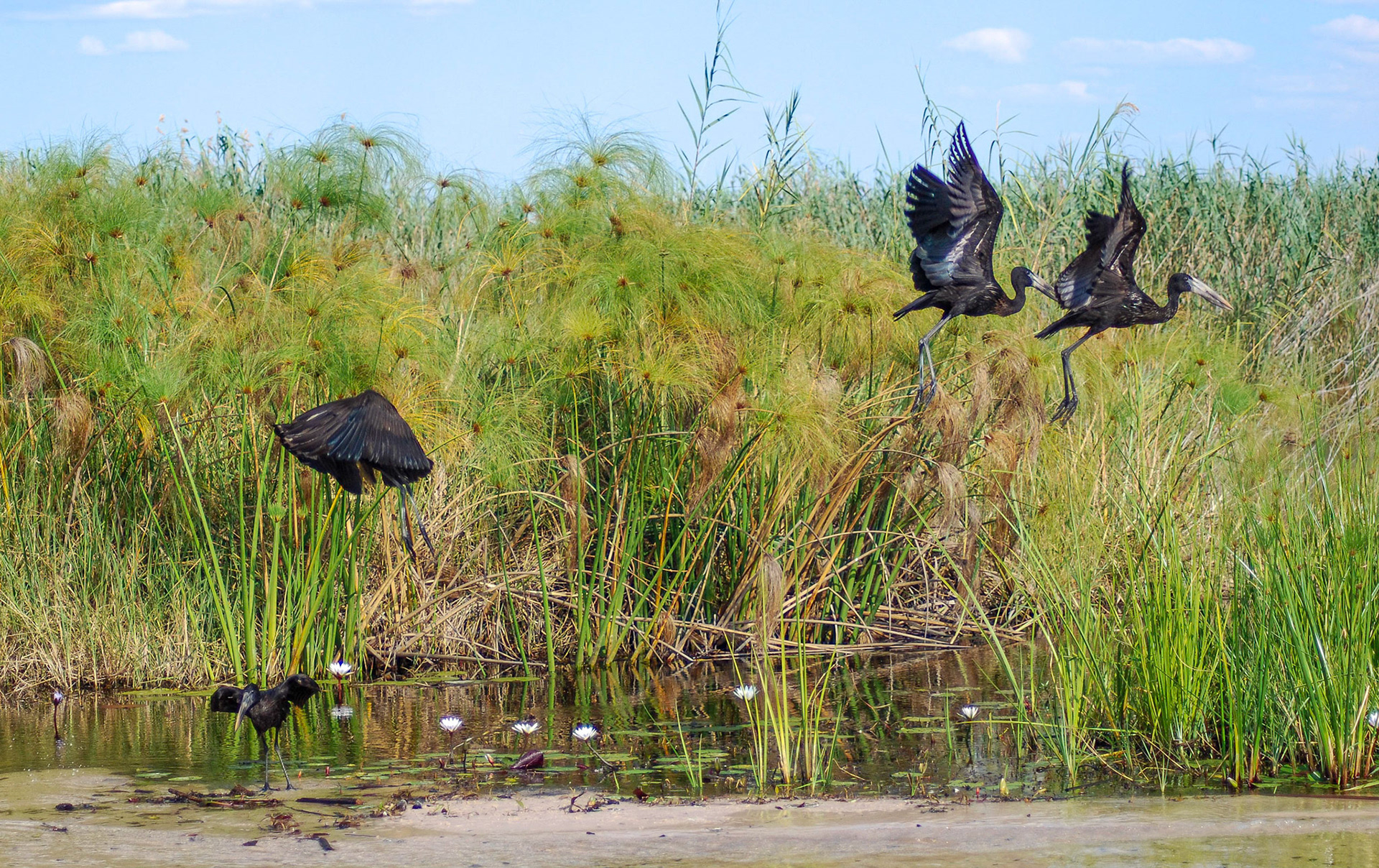 Open-billed Storks, Mazambala Caprivi Namibia 15/05/11