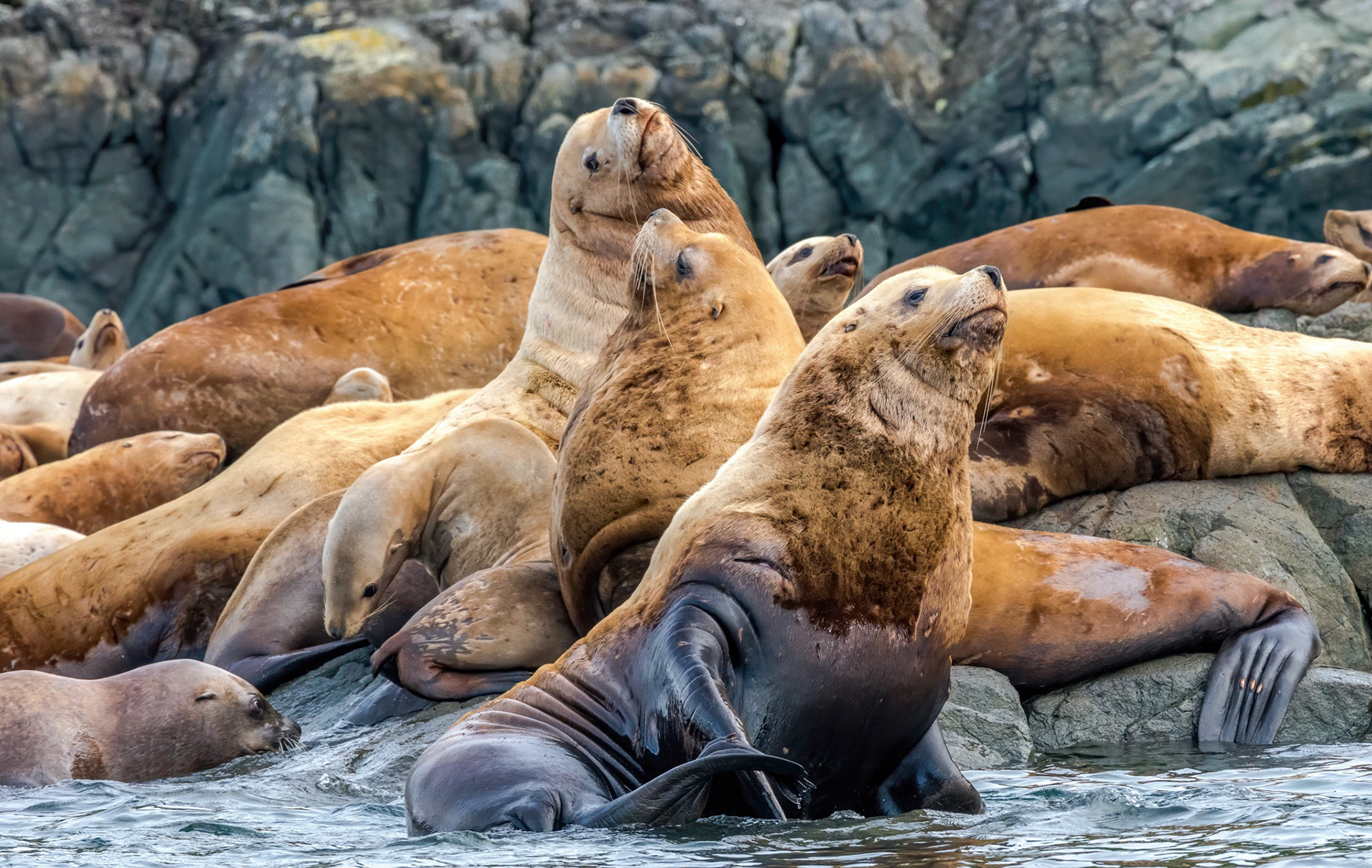 Stellar Sealions. Broughton Strait. Vancouver Island 22/09/18
