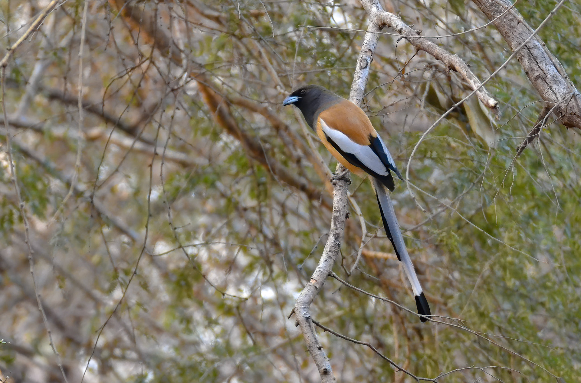 Rufous Treepie, Ranthambore NP, Rajasthan India 12/03/14.