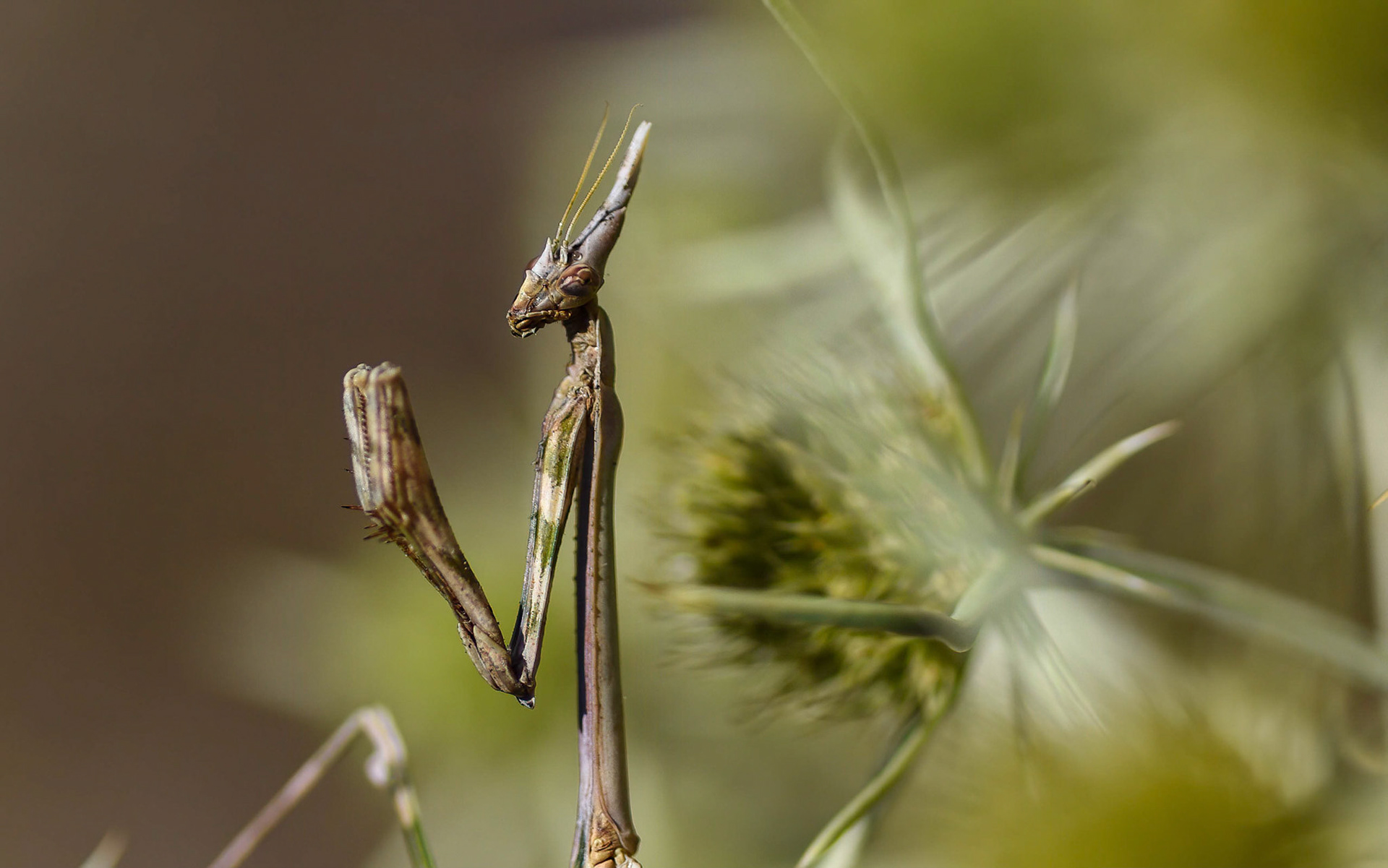 Conehead Praying Mantis, La Biar Spain 06/07/16
