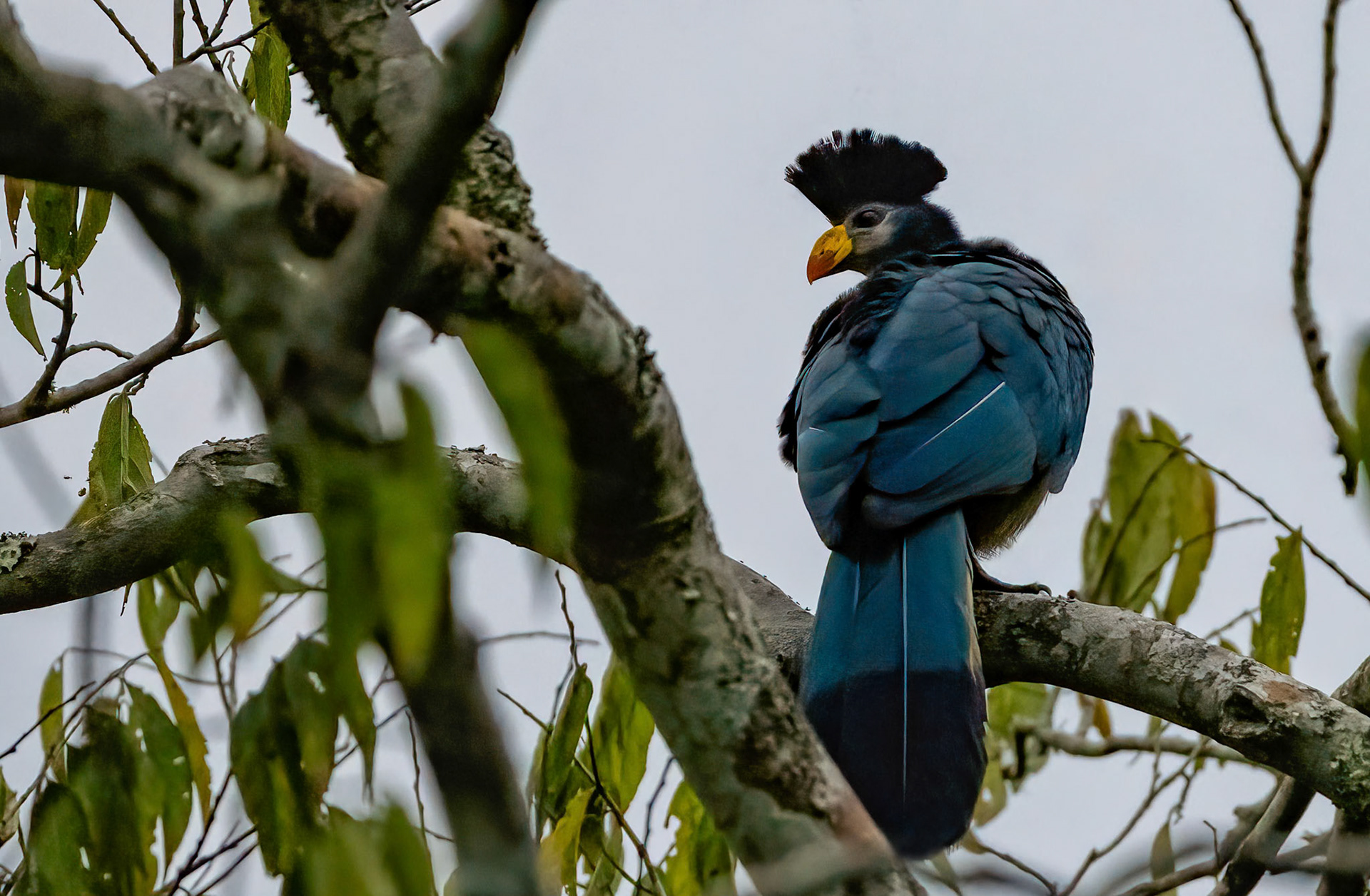 Great Blue Turaco, Kibale Forest, Uganda. 03-08-23.