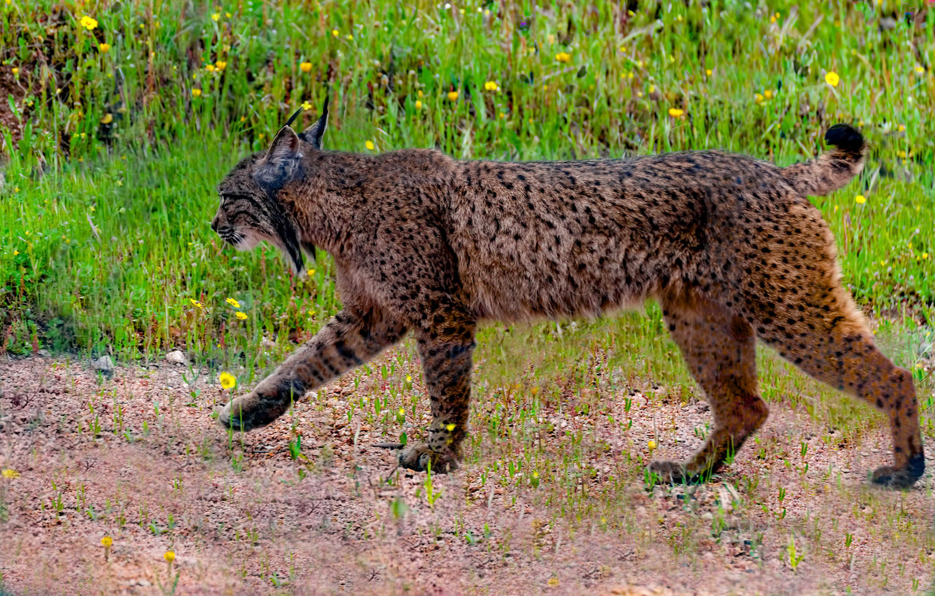Iberian Lynx f. Anducar Mountains, Spain. 17/05/15.