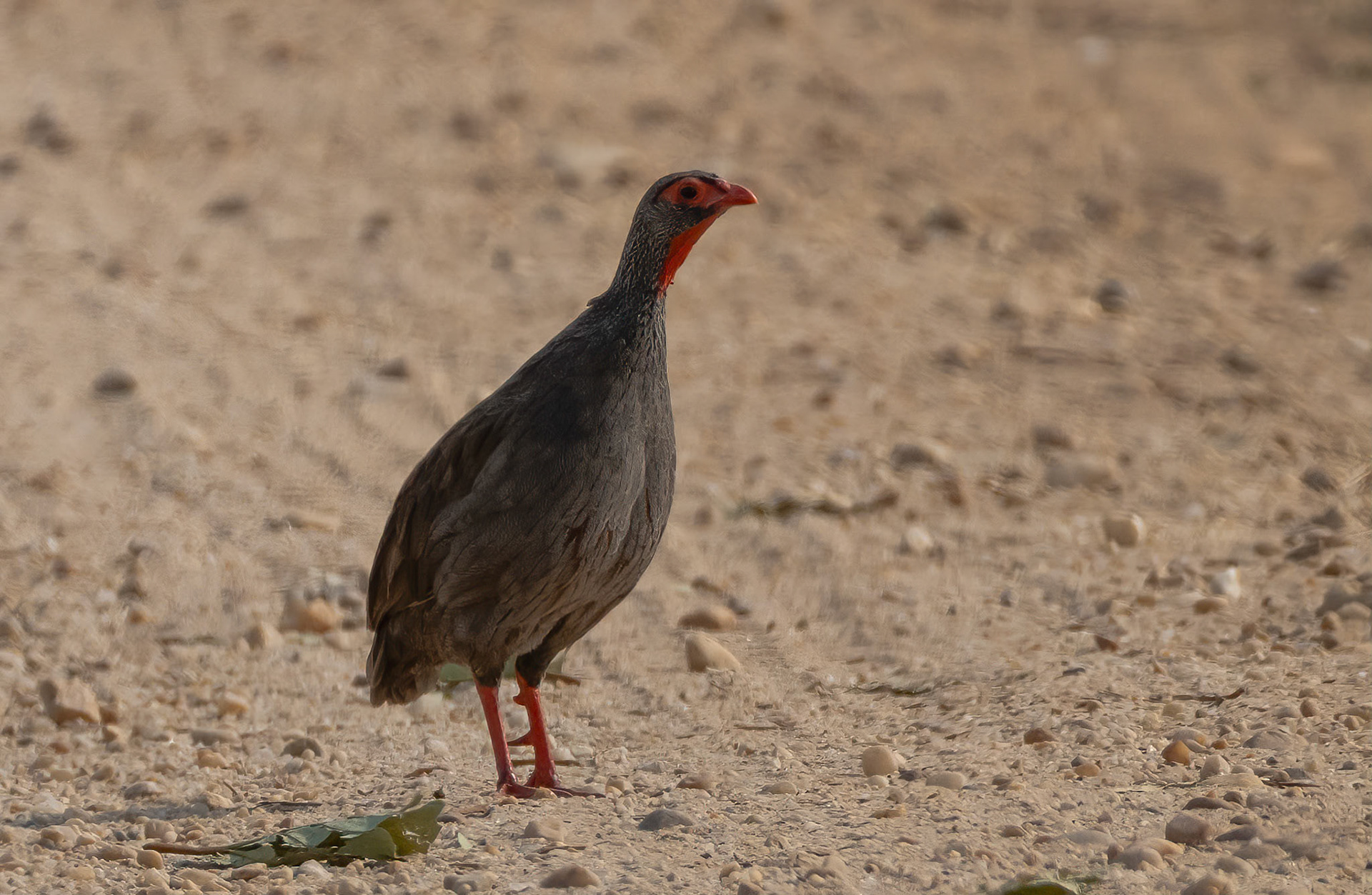 Red-necked Spurfowl, Ishasha Road, Queen Elizabeth N.P. Uganda. 04-08-23.