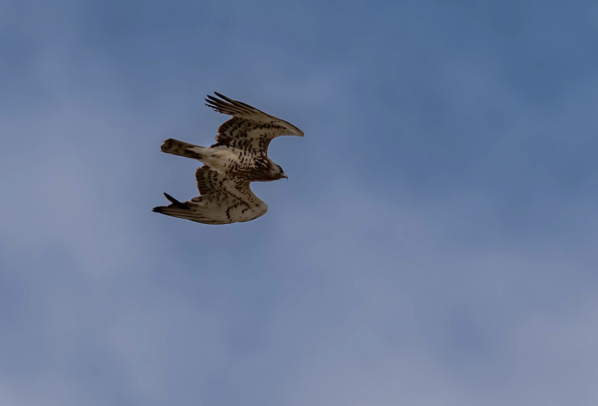 Short-toed Eagle, Gredos Mnts Spain 24/09/19