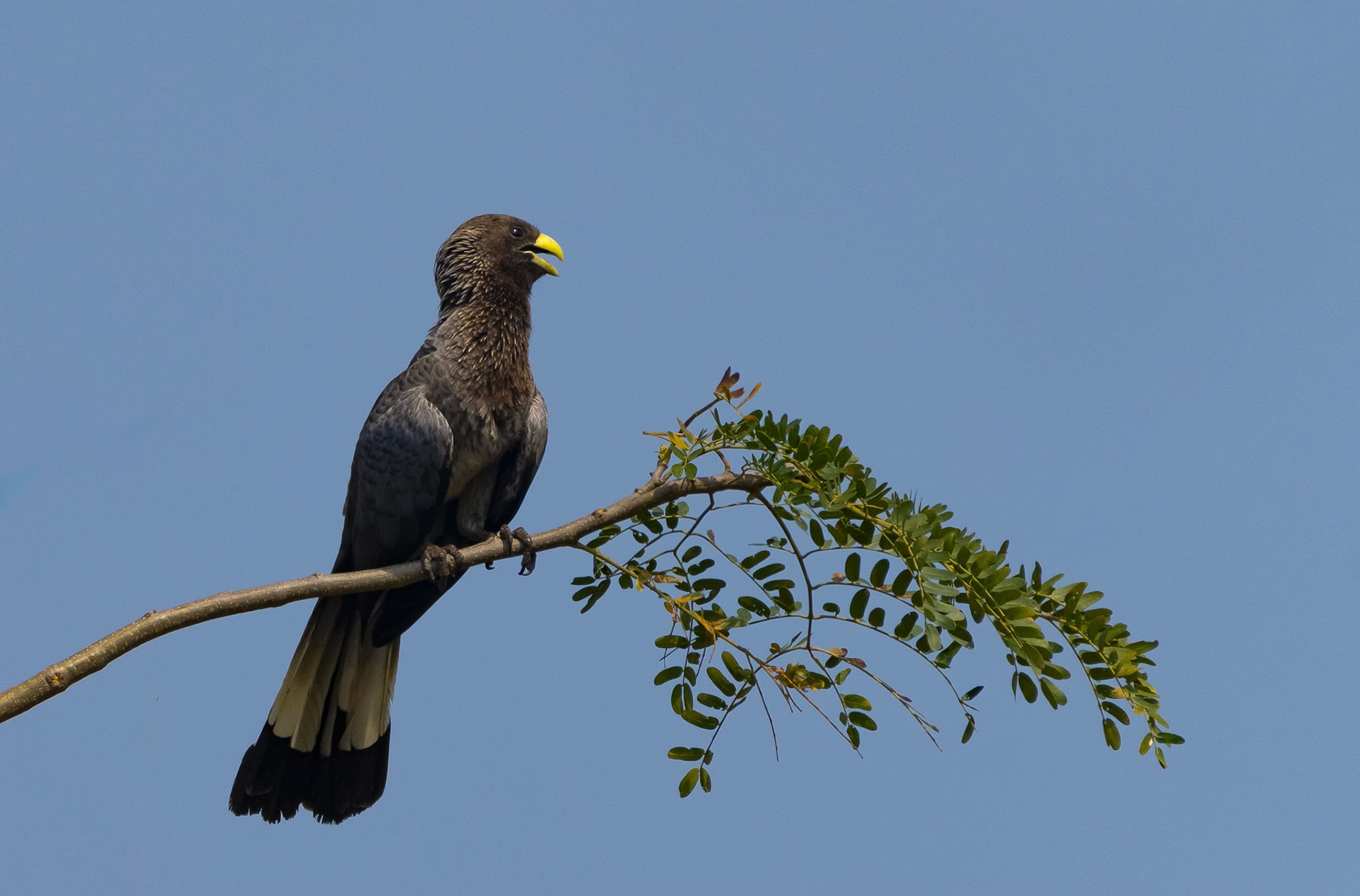 Eastern Plaintain-eater Turaco, Rubona, Uganda. 04-08-23.