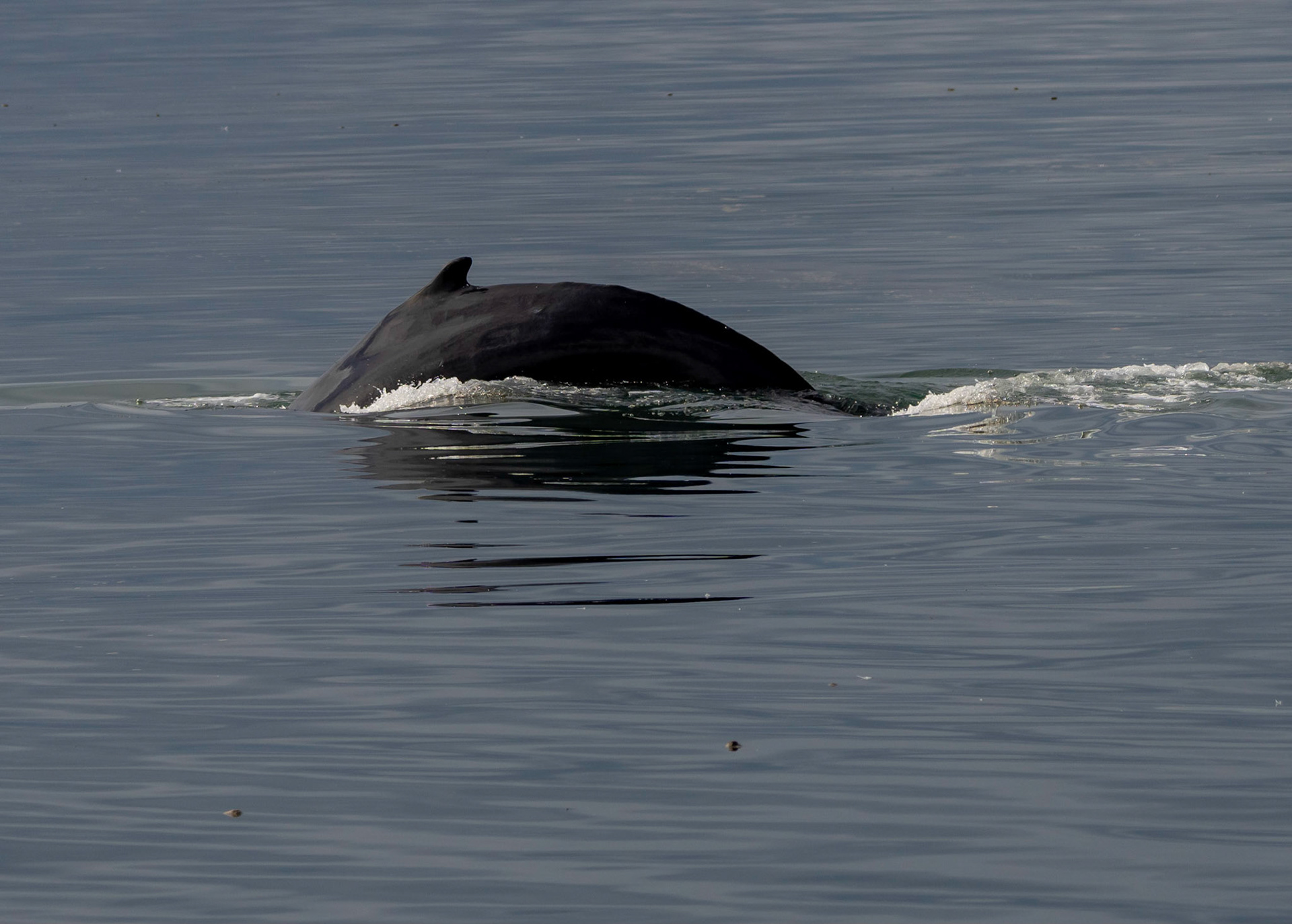 Humpback whale, Hornsund, Svalbard. 08-08-2022.