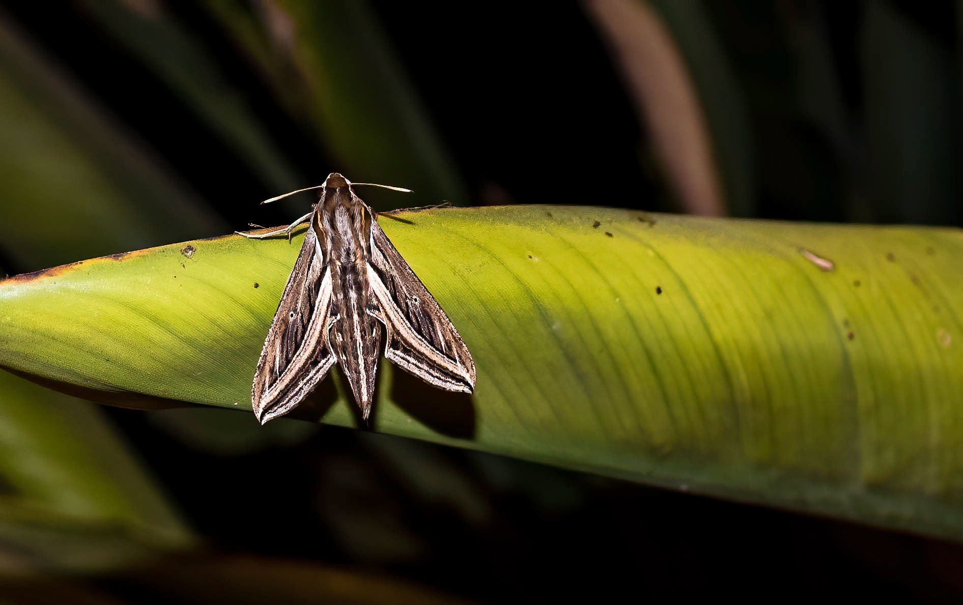 Silver-striped Hawkmoth, La Biar Spain 07/03/16