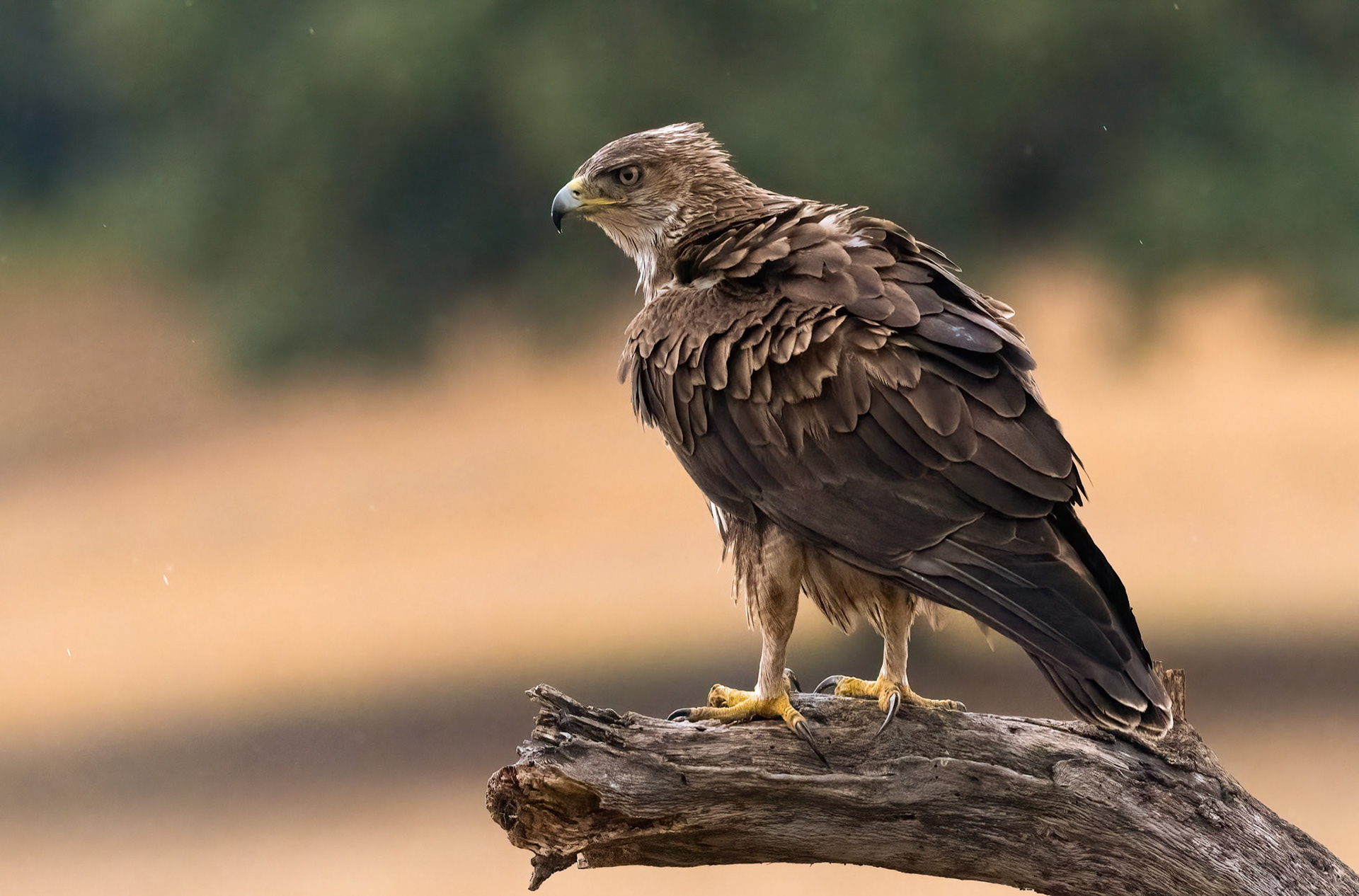 Bonelli's Eagle in the rain, Adamuz Andalucia Spain. 28-05-23.