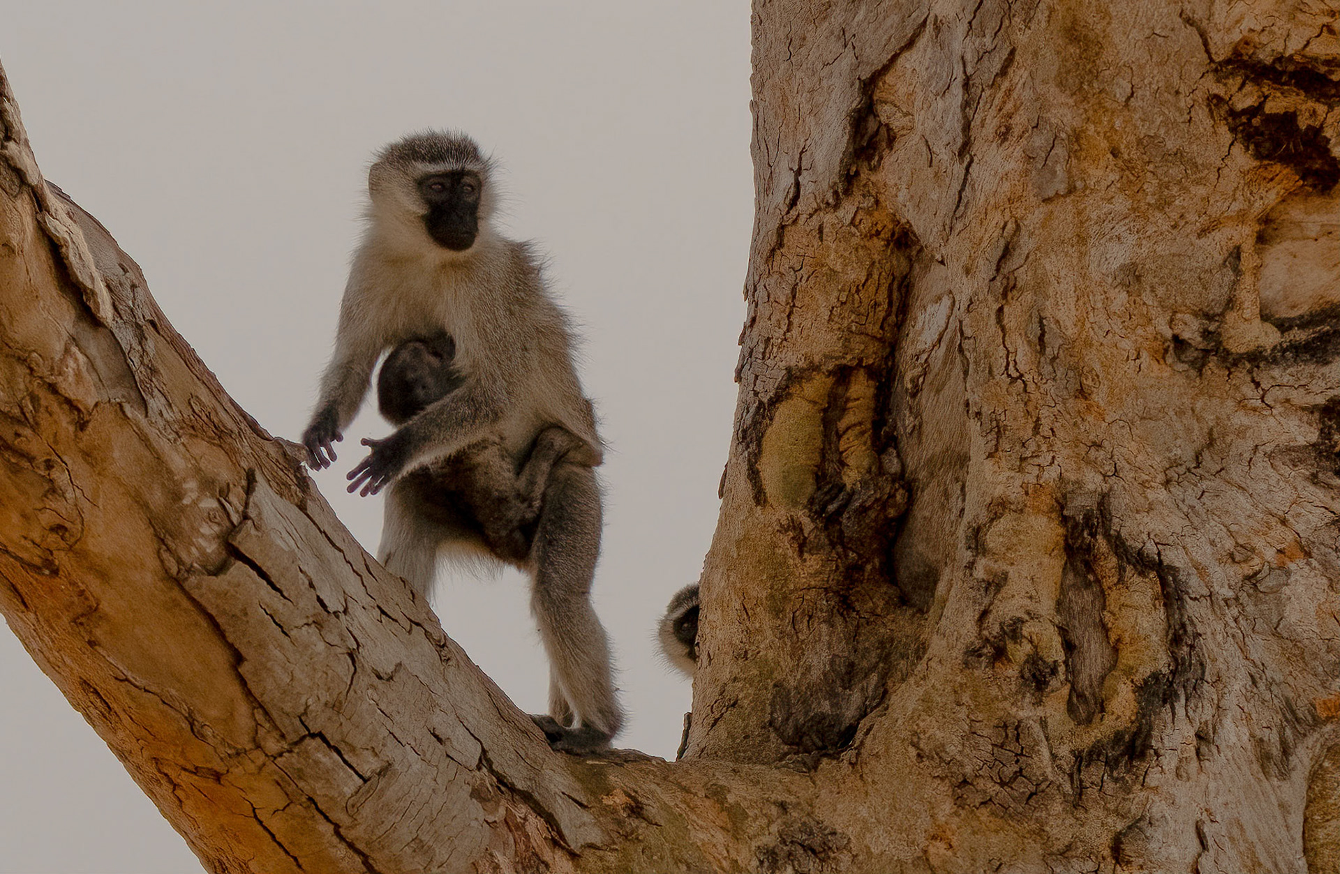 Vervet Mother+young, Ishasha Road, Queen Elizabeth NP. Uganda. 04-08-23.