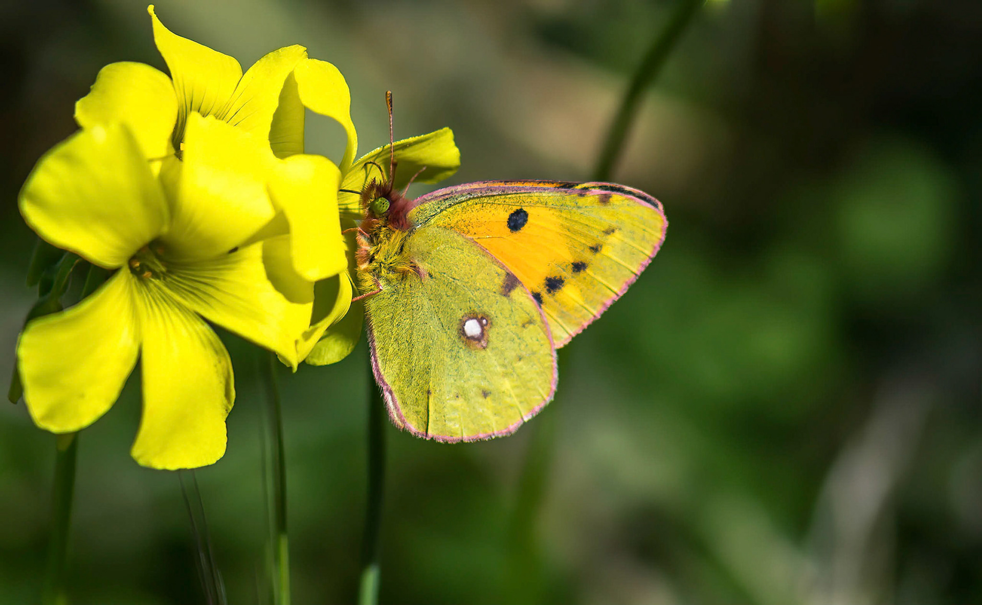 Clouded Yellow, La Biar Spain 07/03/18