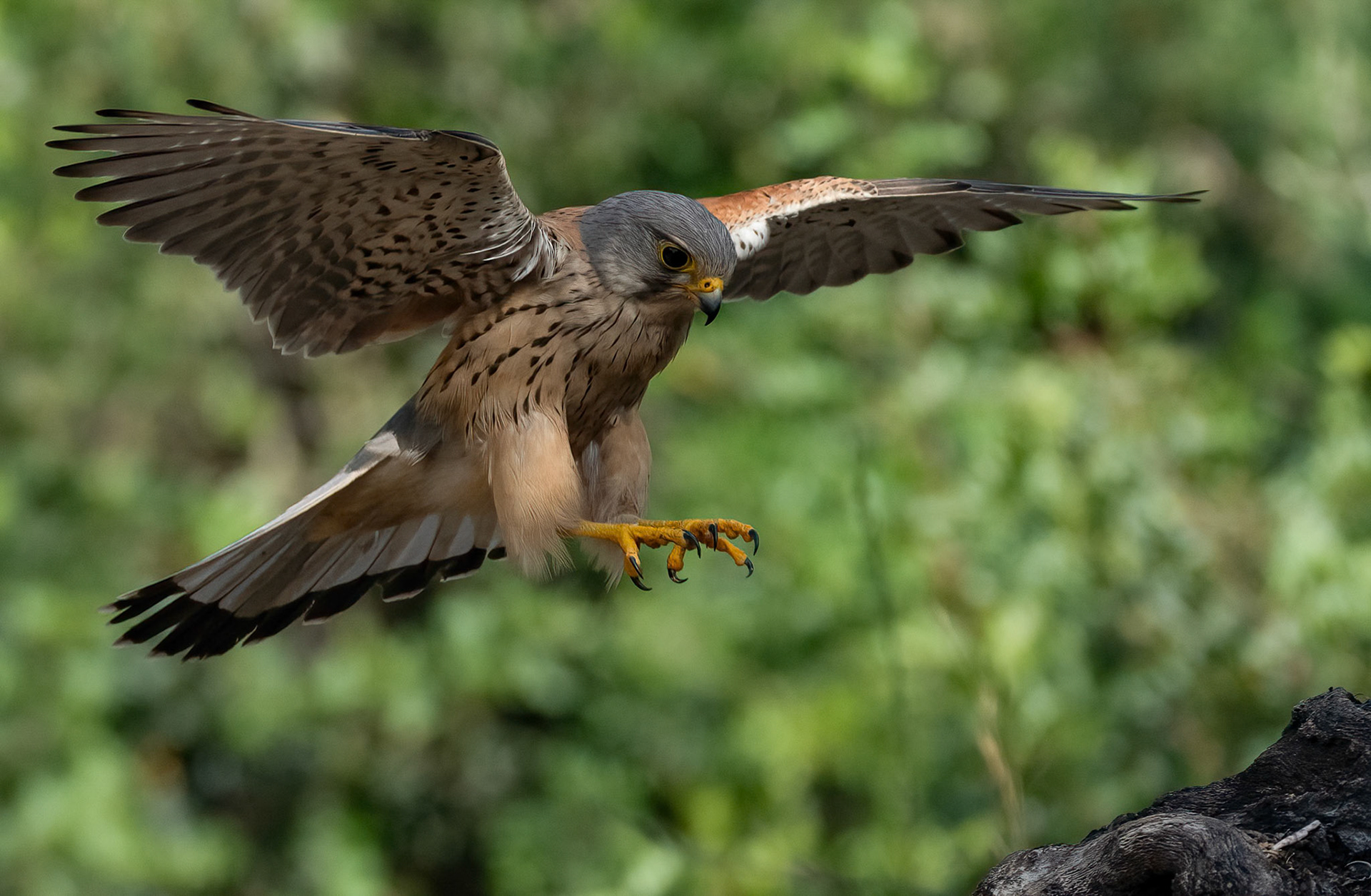 Male Kestrel, Adamuz, Andalucia. Spain. 30-05-23.