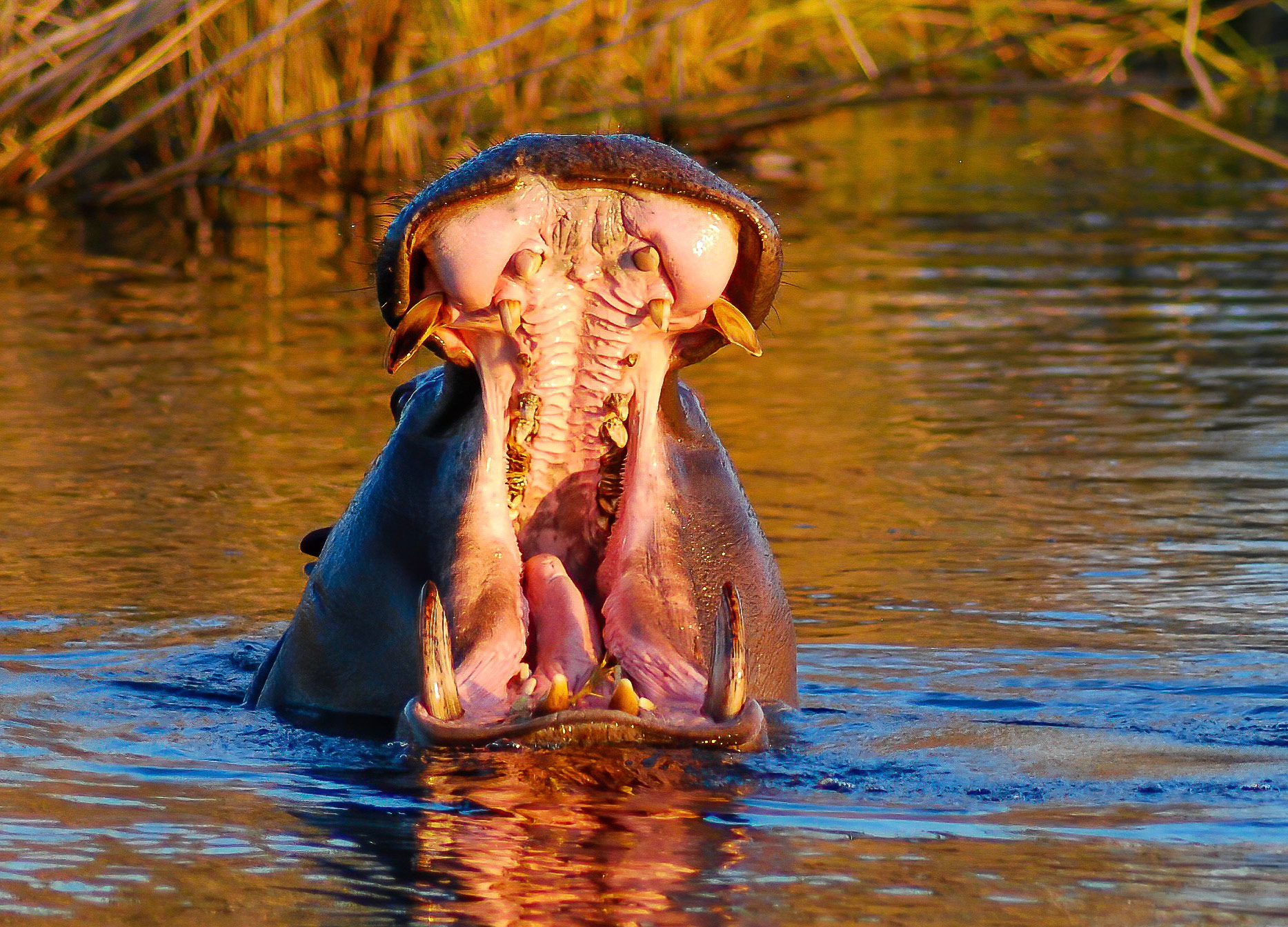 Hippopotamus m, Mazambala, Caprivi Namibia 14/05/11