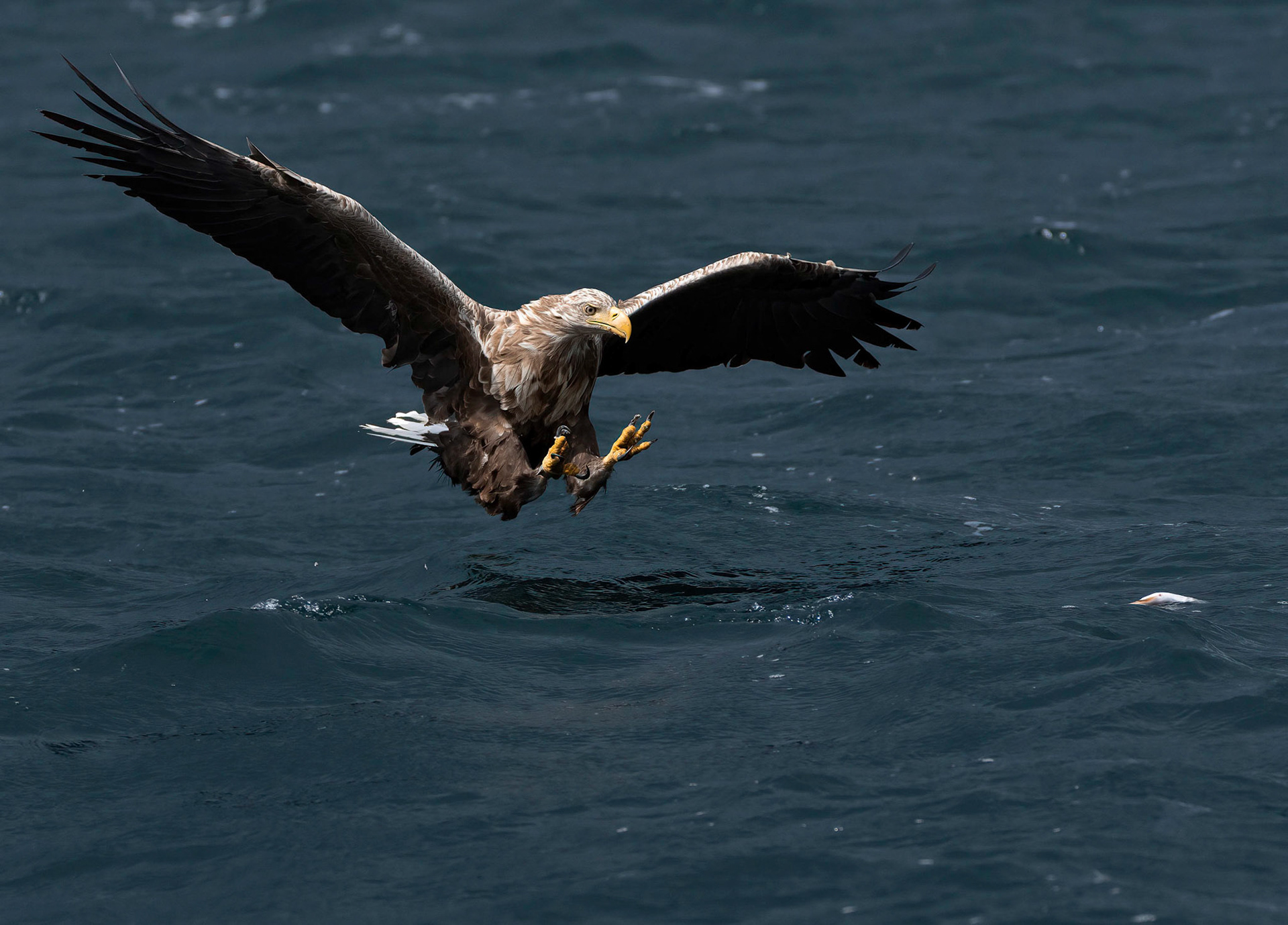 White-tailed Eagle, Loch Na Keal, Mull, Scotland. 05/08/21.