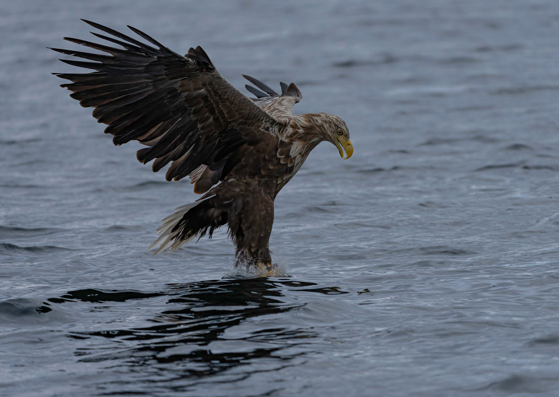 White-tailed Eagle, Loch Na Keal, Mull, Scotland. 06/08/21.