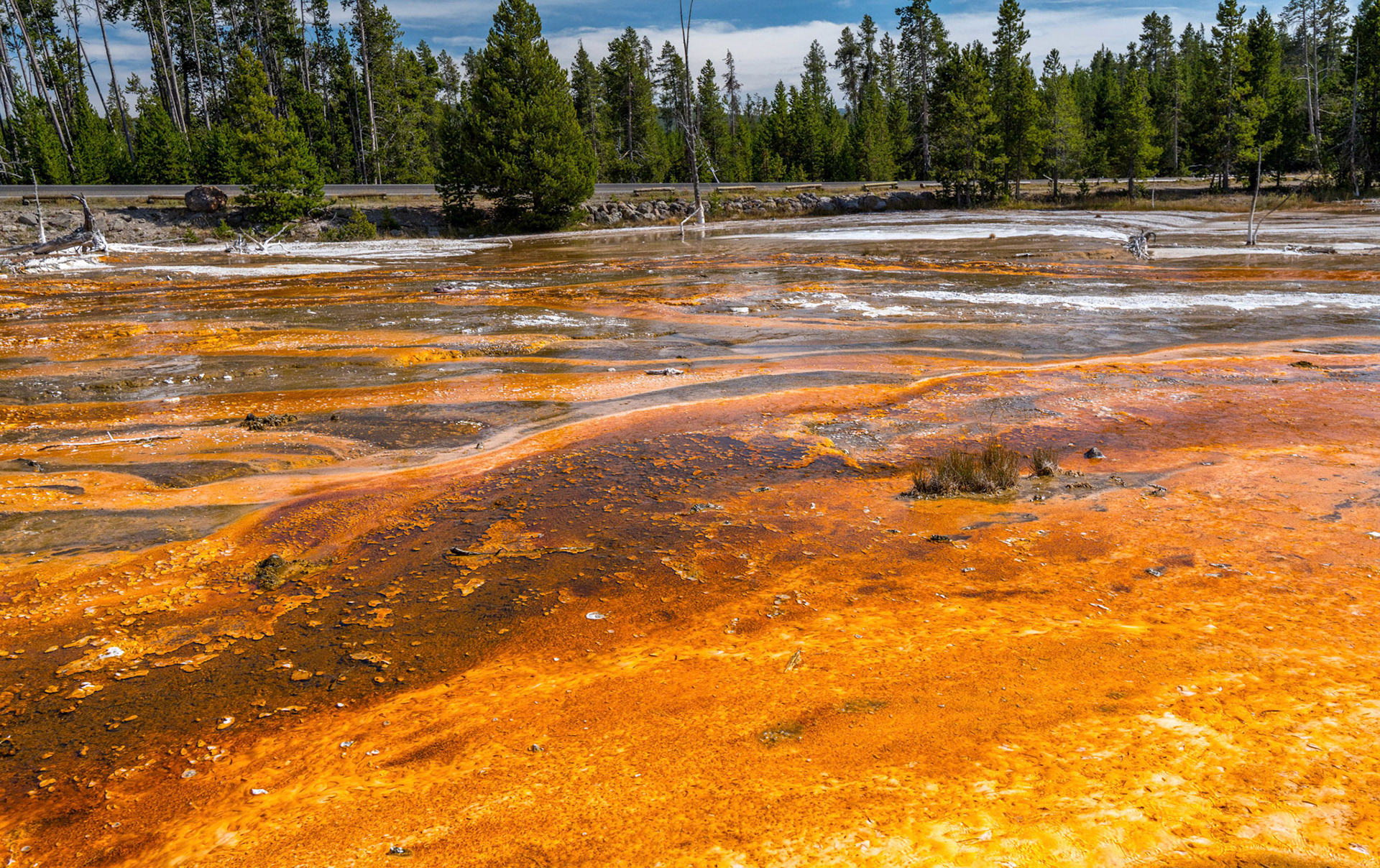 Bacteria Mats. Yellowstone Wyoming 12/09/18