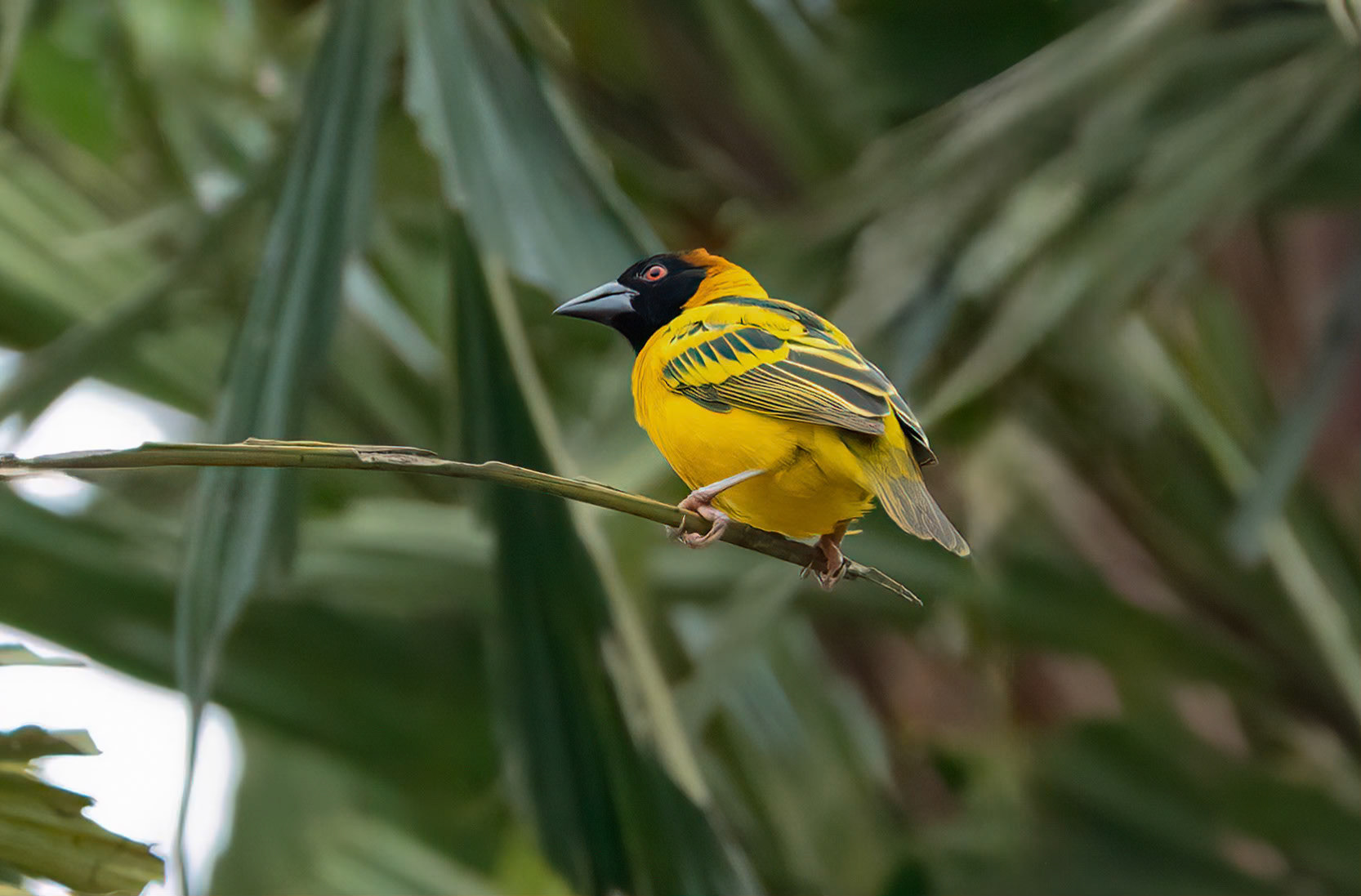 Black-headed Weaver, Mityana, Uganda. 02-08-23.