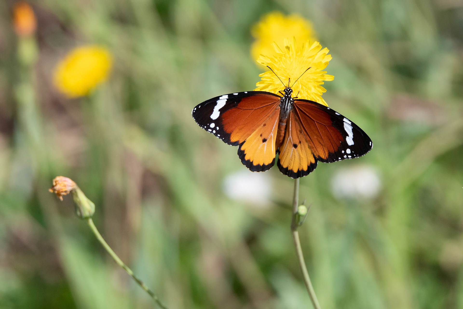 Plain Tiger, Pego Marsh Spain 05/10/19