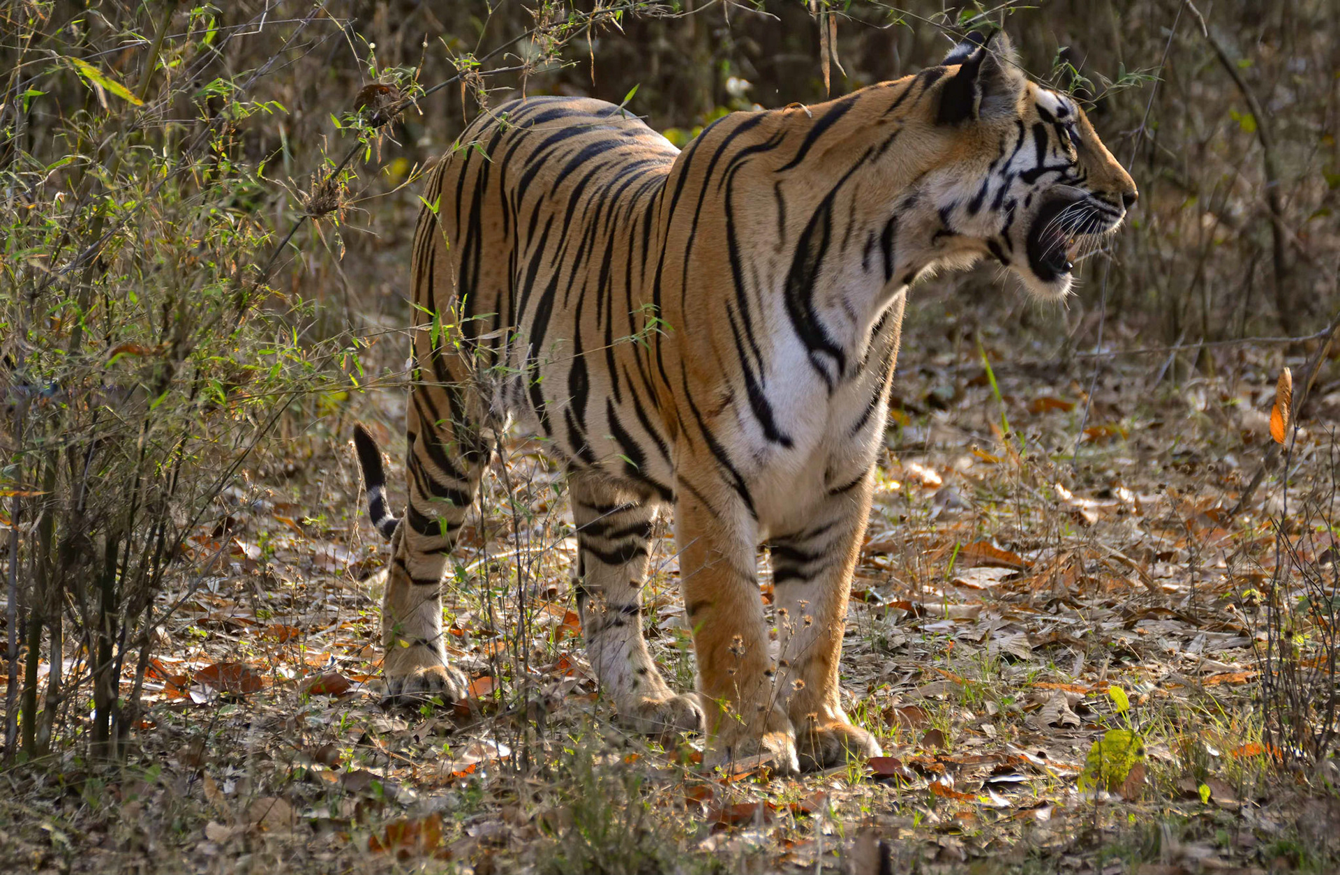 Tigress, Bandhavargh, Madhya Pradesh India 18/03/14.