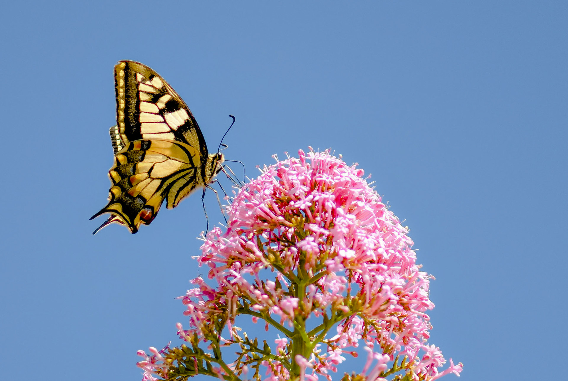 Swallowtail on Valerian, La Biar Spain 27/04/19