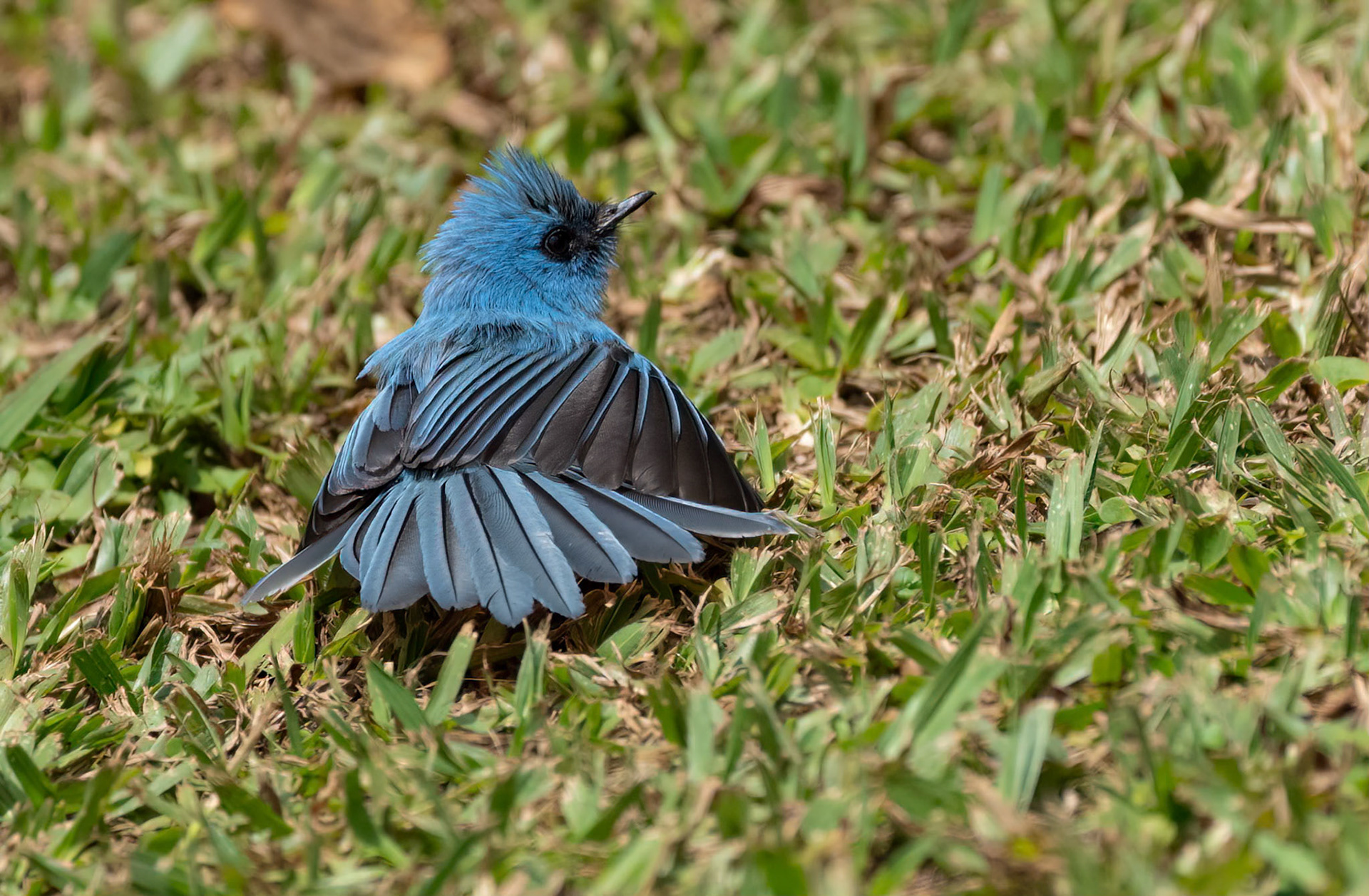 Blue Crested Flycatcher "sunning" to remove feather lice. Chimpanzee Forest Lodge near Kibale. Uganda. 03-08-23.