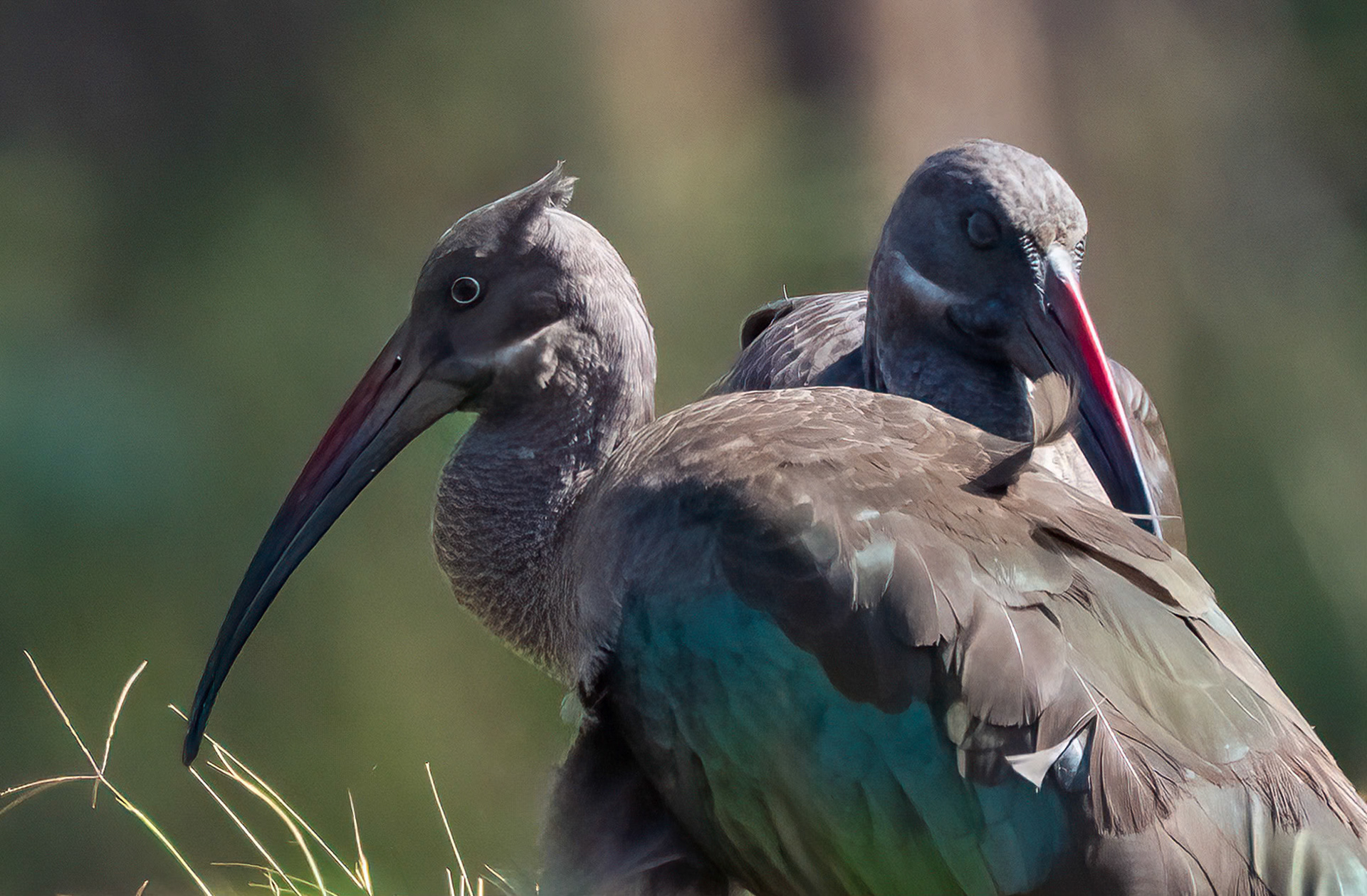 Hadada Ibis, near Muhanga, Uganda. 06-08-23.