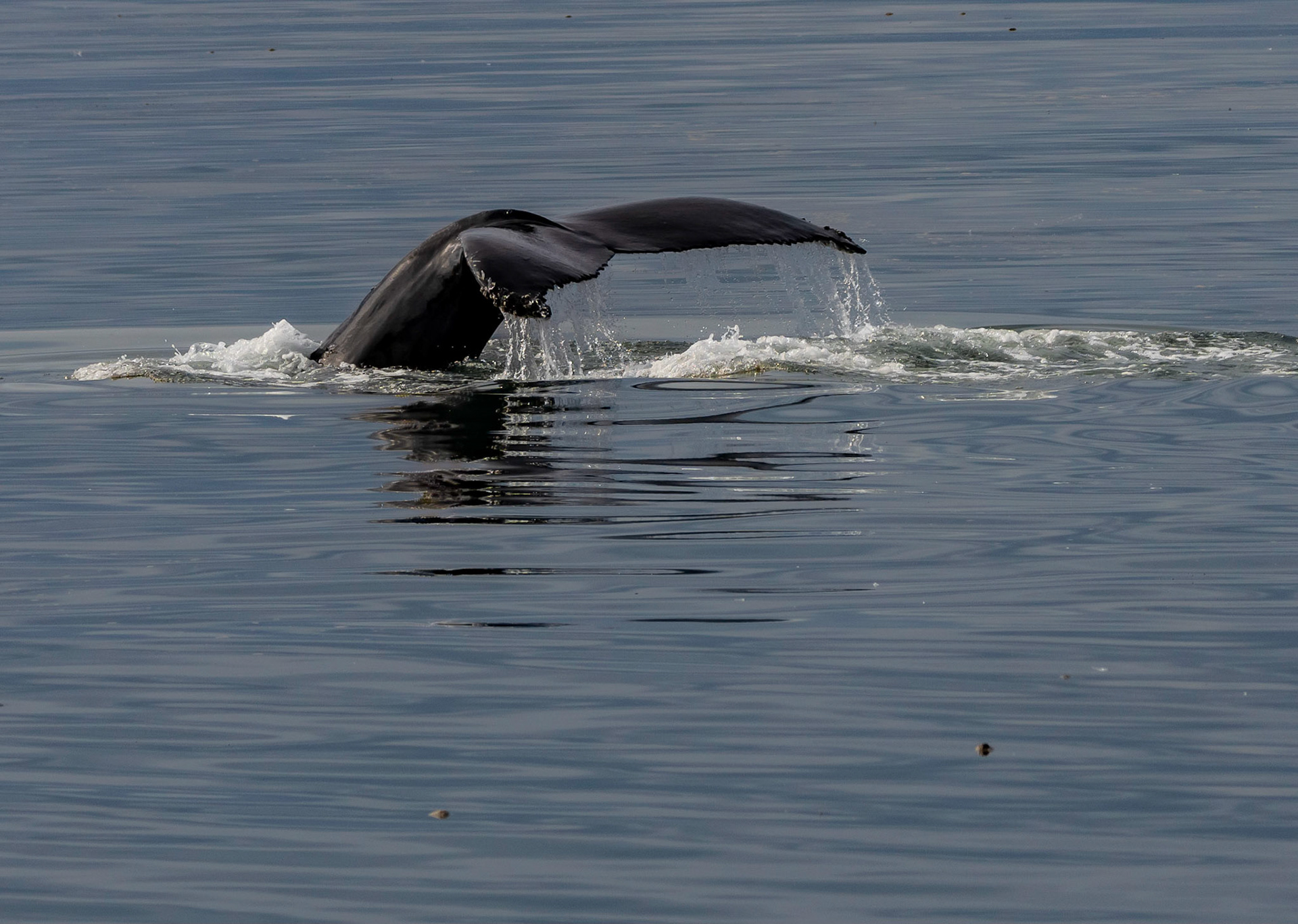 Humpback whale, Hornsund, Svalbard. 08-08-2022.