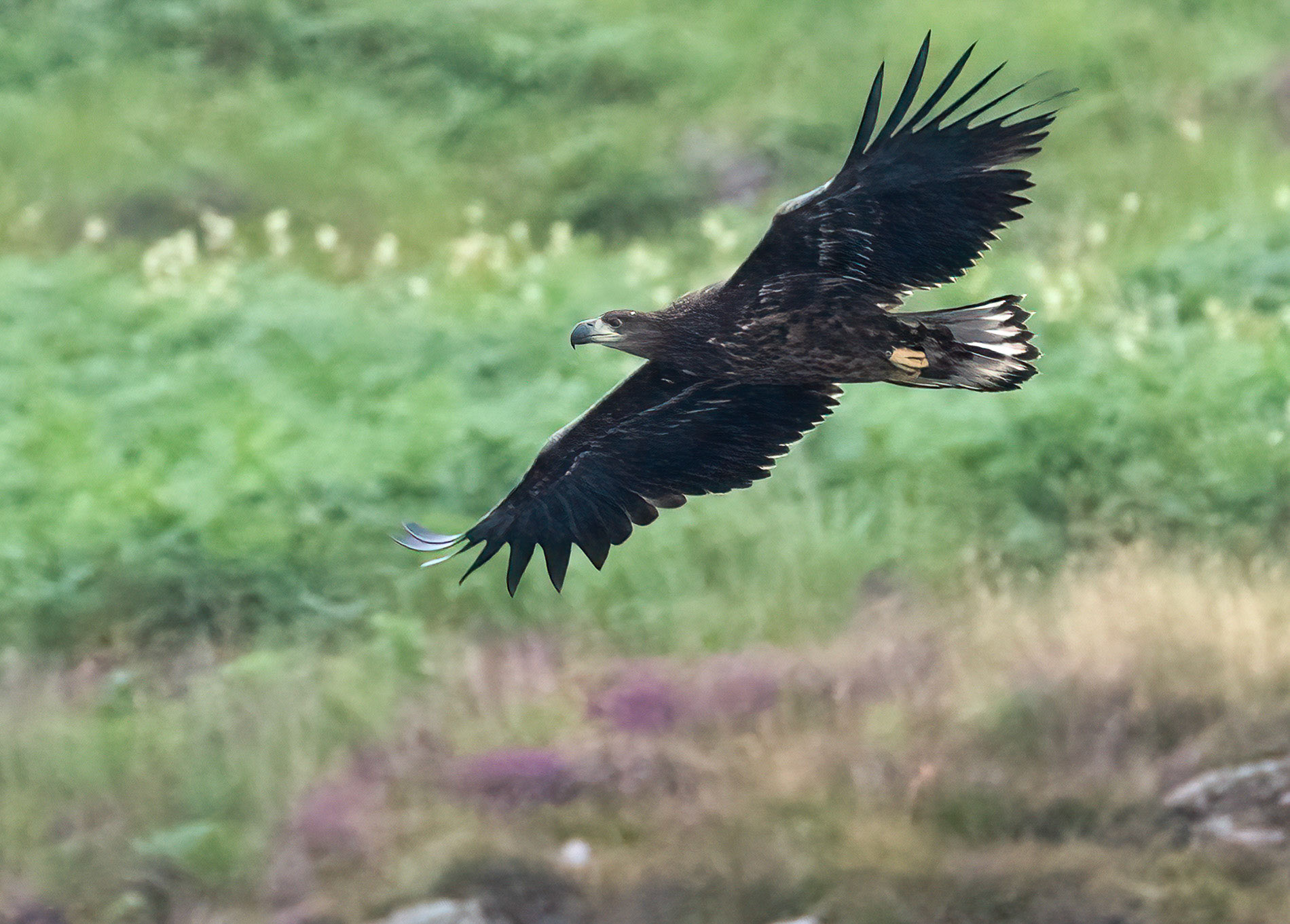 White-tailed Eagle juv, Loch Na Keal, Mull, Scotland. 06/08/21.