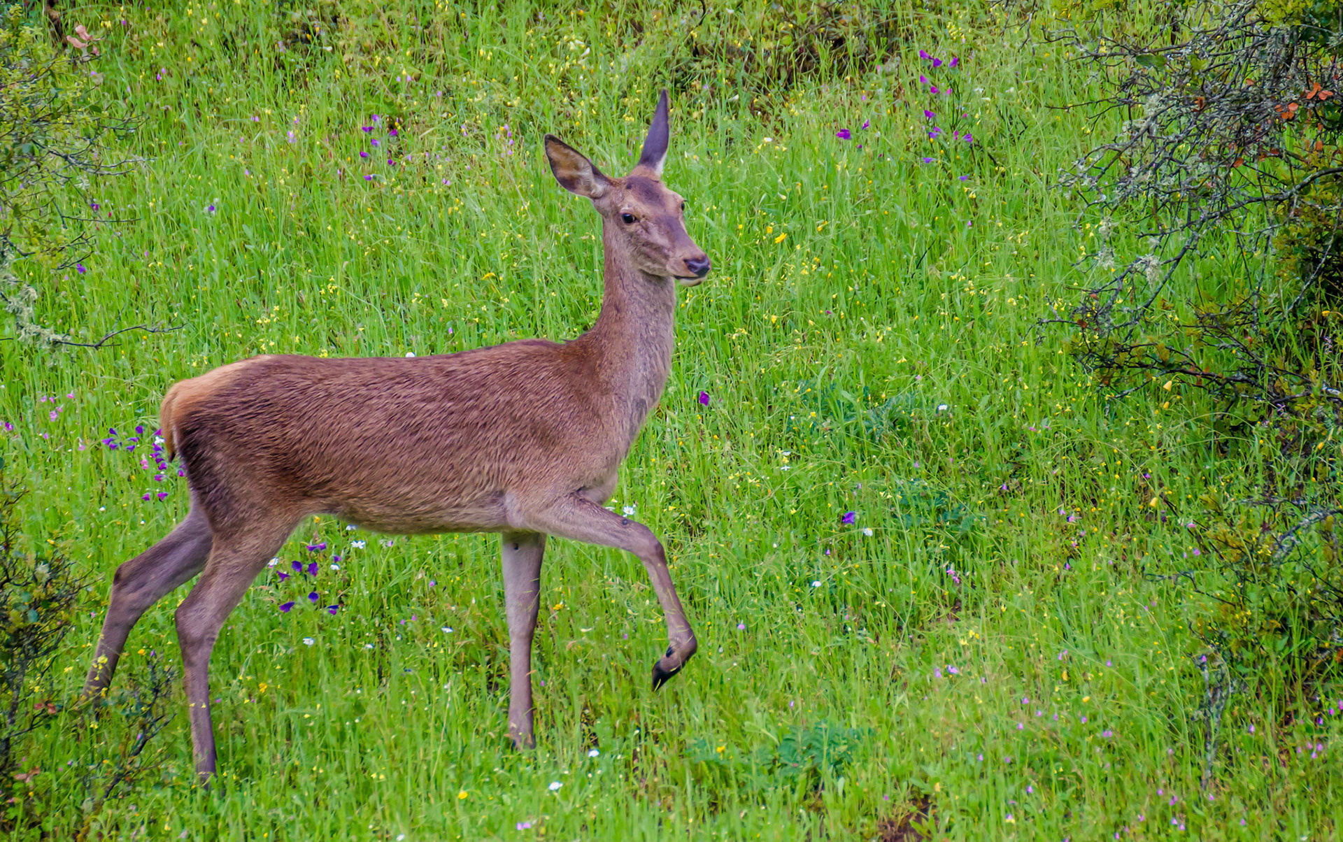 Red Deer Doe,, Andjucar Spain 15/04/15