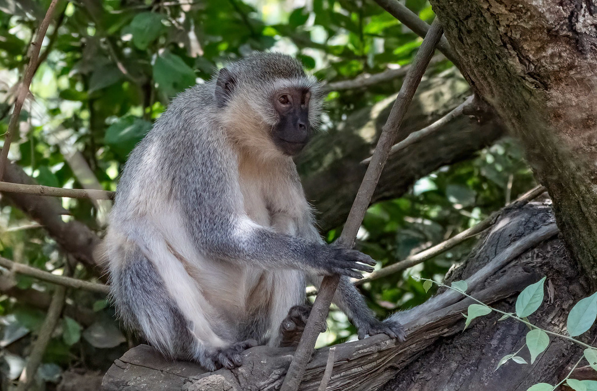 Vervet Monkey female, Queen Elizabeth NP. Uganda. 06-08-23.
