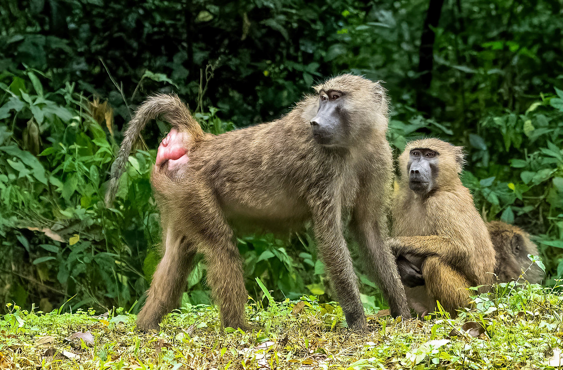 Female Olive Baboons, Kibale Forest Park, Uganda. 03-08-23.