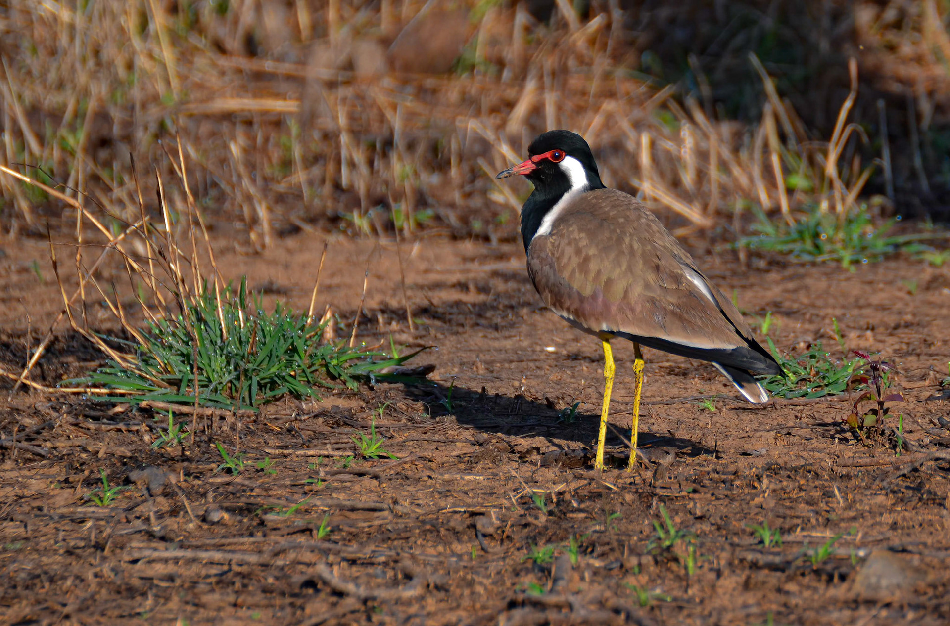 Red-wattled Plover, Panna NP, Madhya Pradesh India 16/03/14.