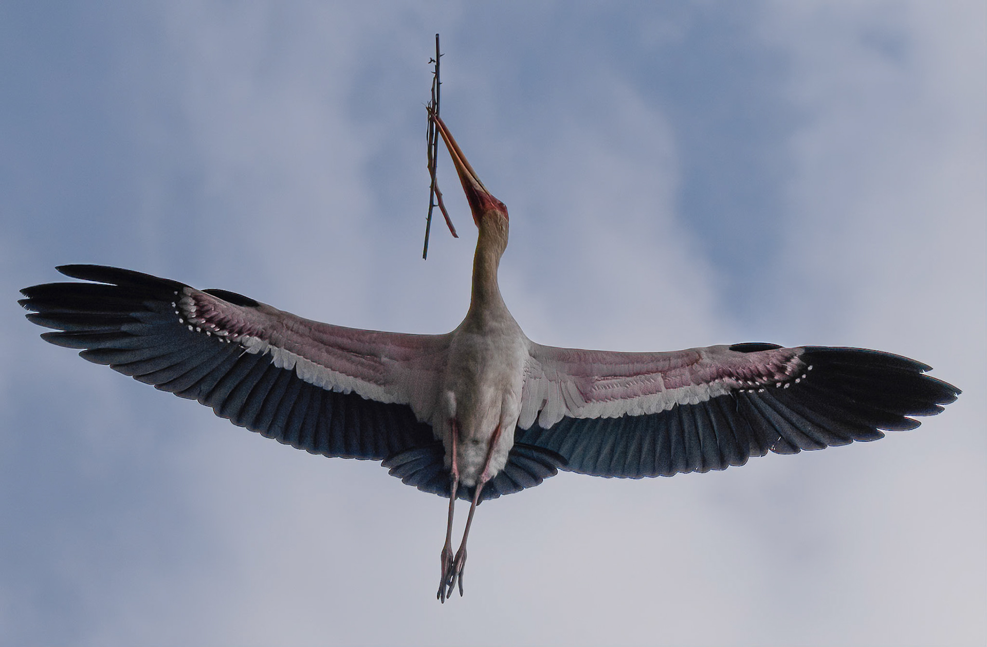 Yellow-billed Stork, Ntungamo, Uganda. 06-08-23.